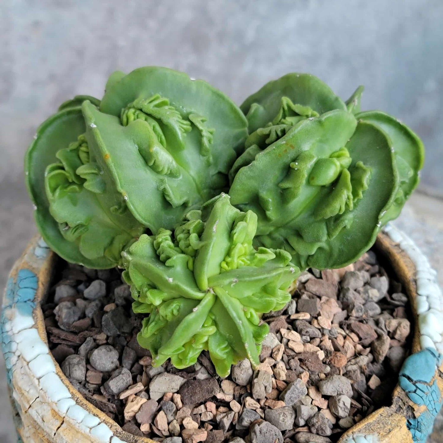 Astrophytum Myriostigma cv. Fukuryu Cluster - Seed Grown