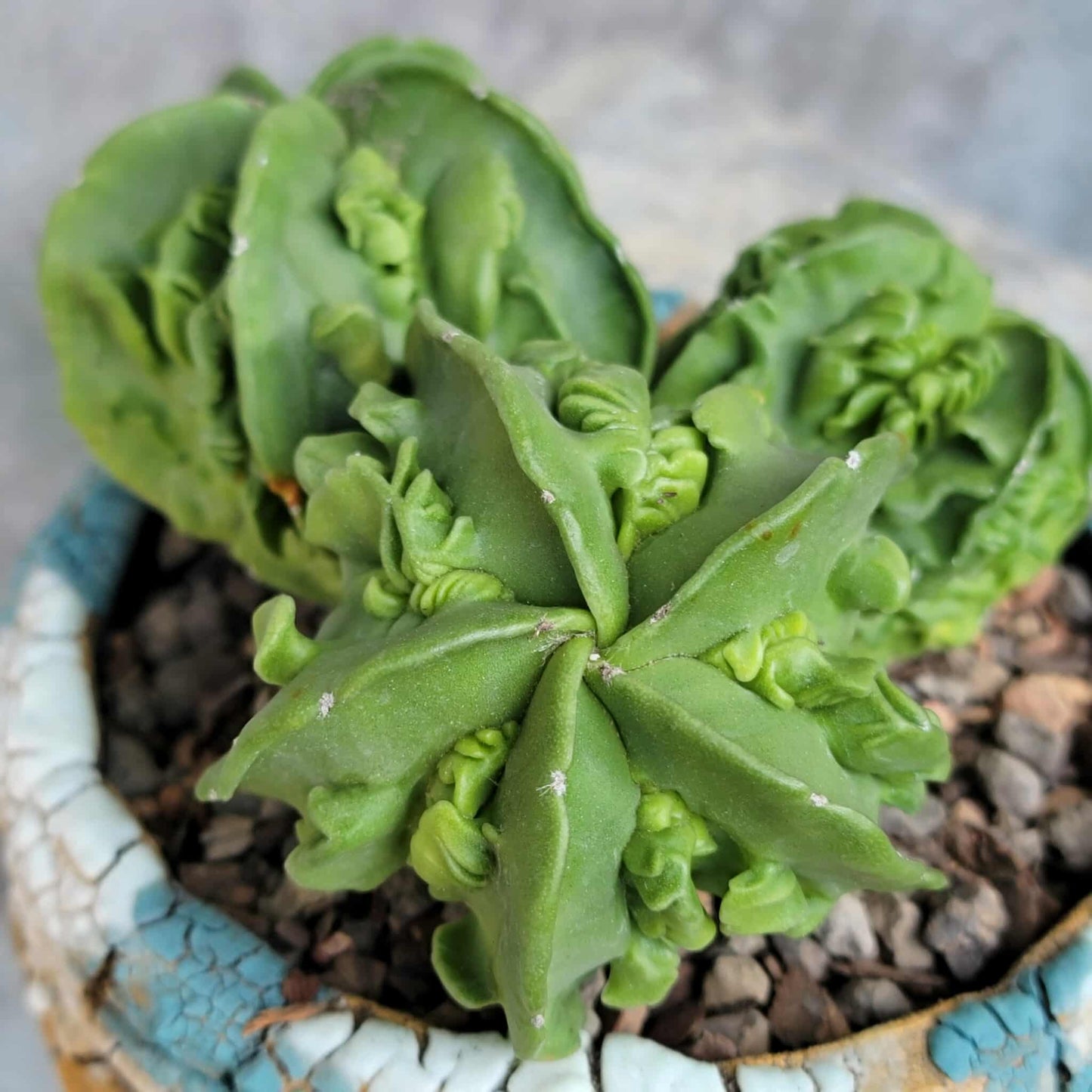 Astrophytum Myriostigma cv. Fukuryu Cluster - Seed Grown