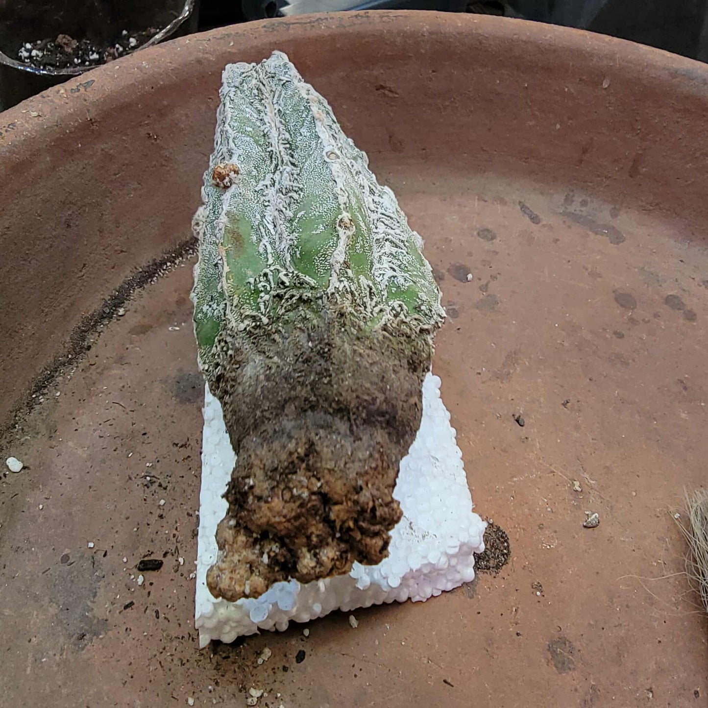 Astrophytum Myriostigma cv. Fukuryu Hakujo Hakuun