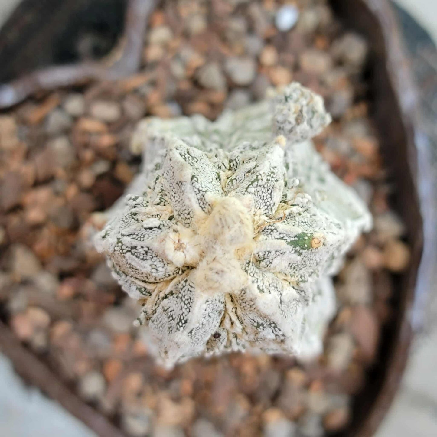 Astrophytum Myriostigma cv. Fukuryu Hakujo Hakuun