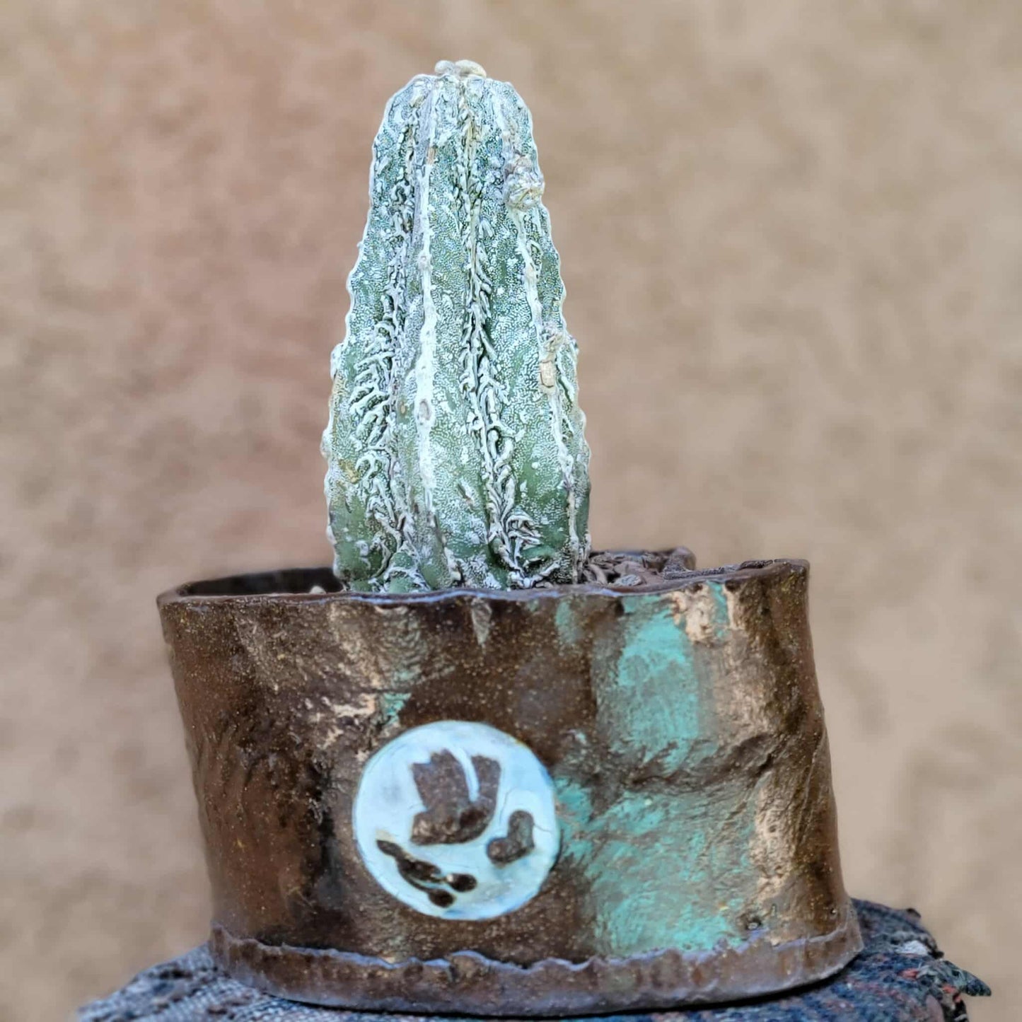 Astrophytum Myriostigma cv. Fukuryu Hakujo Hakuun