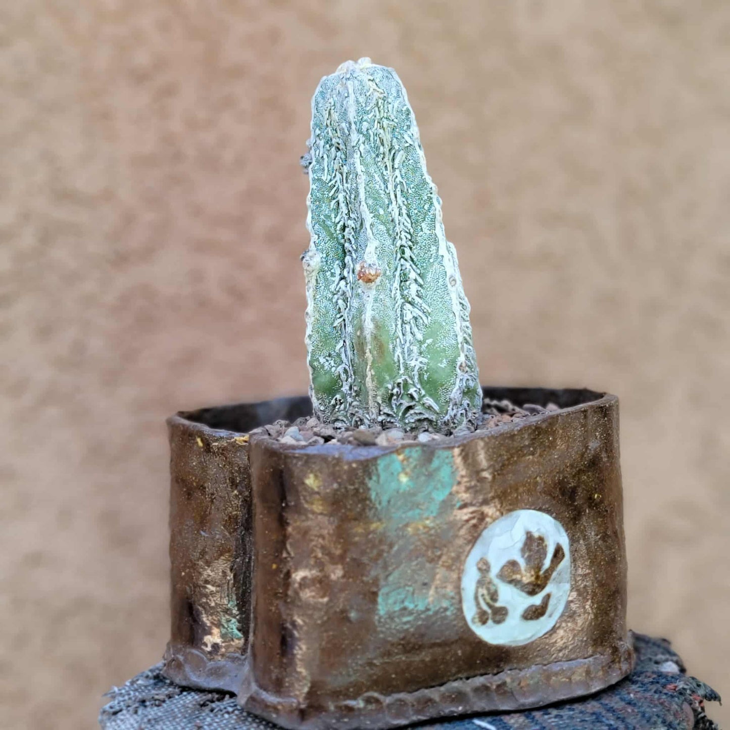Astrophytum Myriostigma cv. Fukuryu Hakujo Hakuun