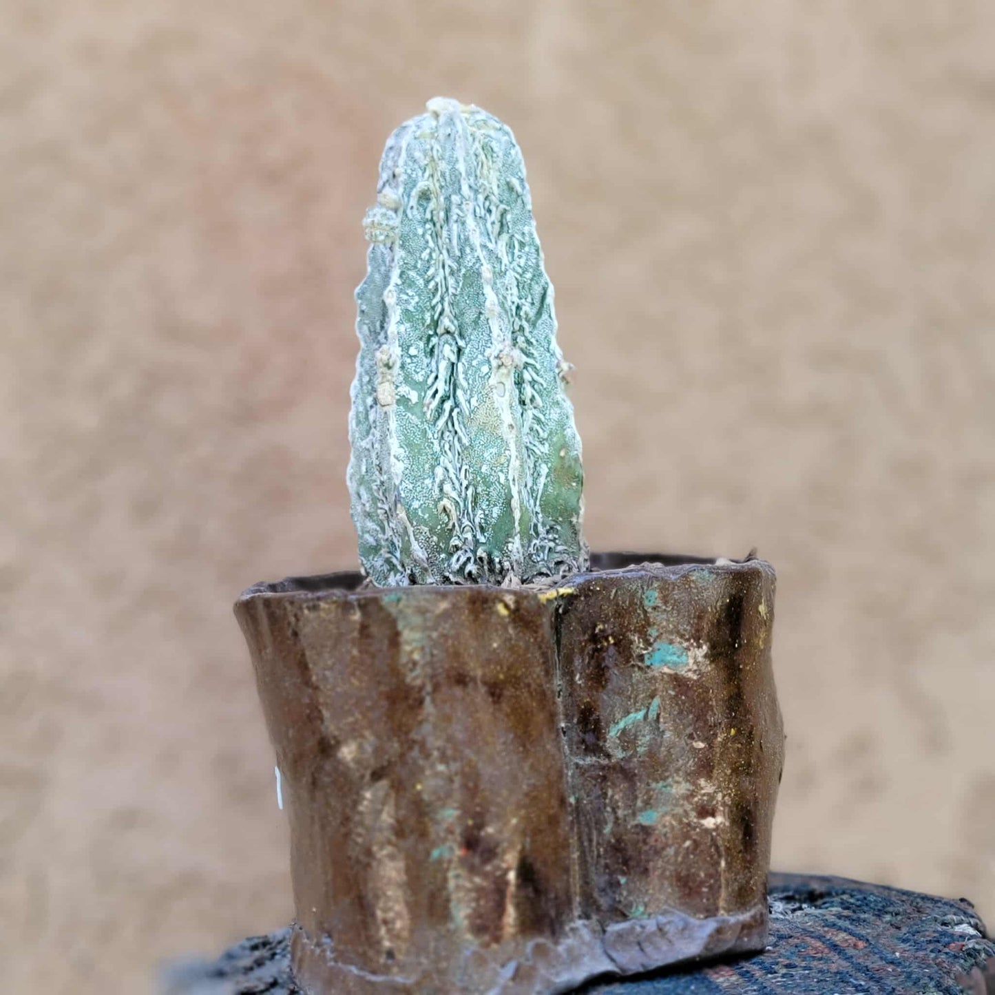 Astrophytum Myriostigma cv. Fukuryu Hakujo Hakuun