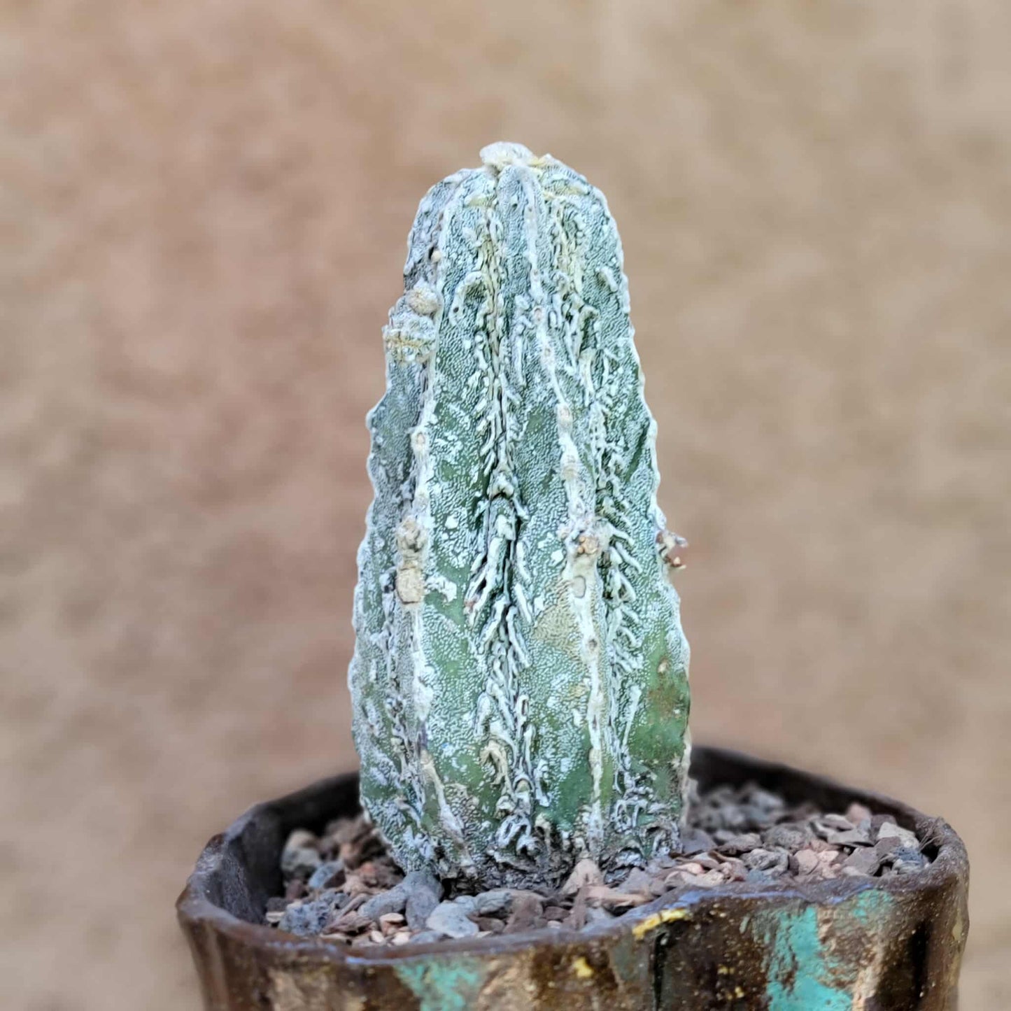 Astrophytum Myriostigma cv. Fukuryu Hakujo Hakuun