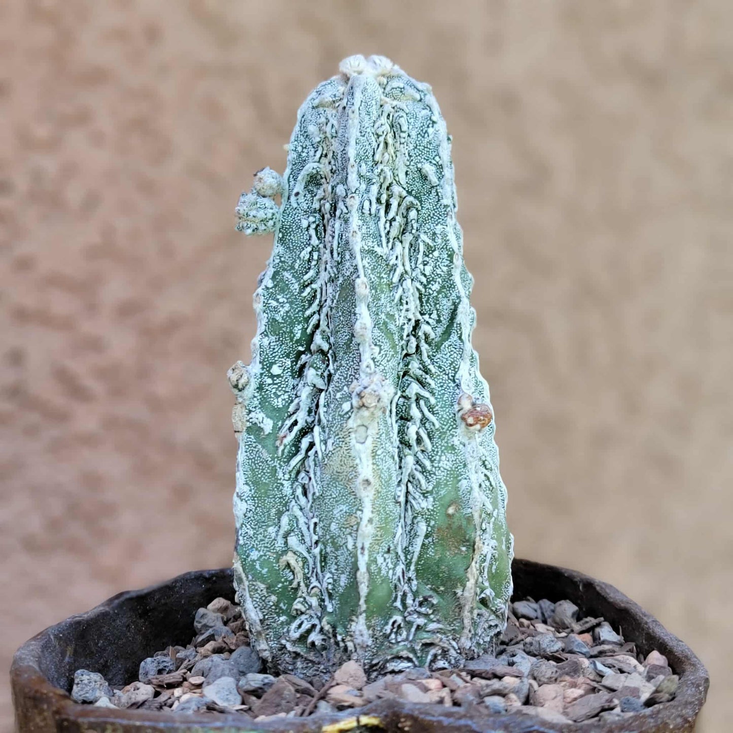 Astrophytum Myriostigma cv. Fukuryu Hakujo Hakuun