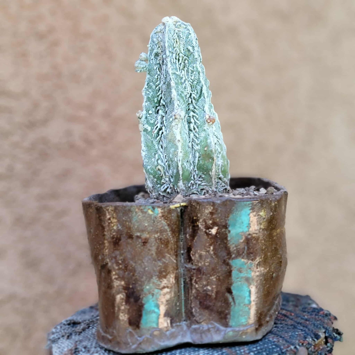 Astrophytum Myriostigma cv. Fukuryu Hakujo Hakuun