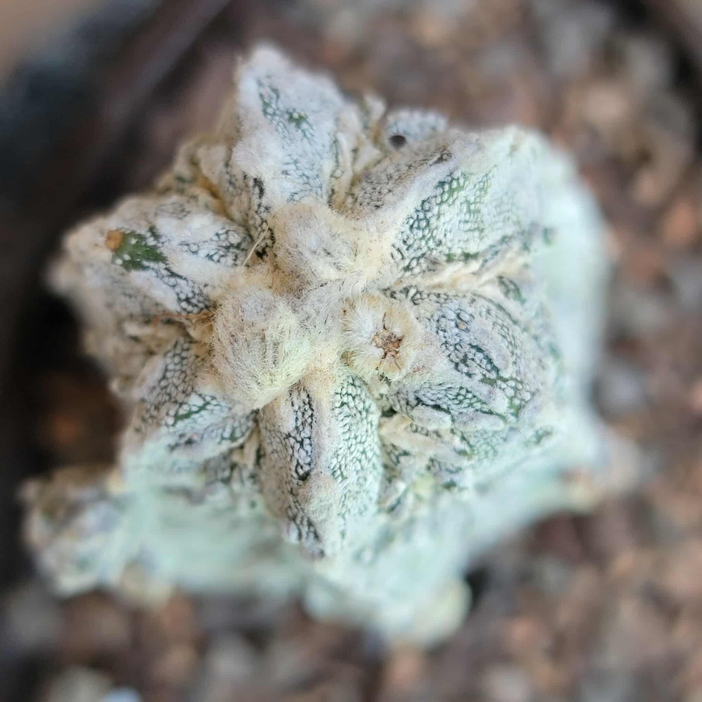 Astrophytum Myriostigma cv. Fukuryu Hakujo Hakuun