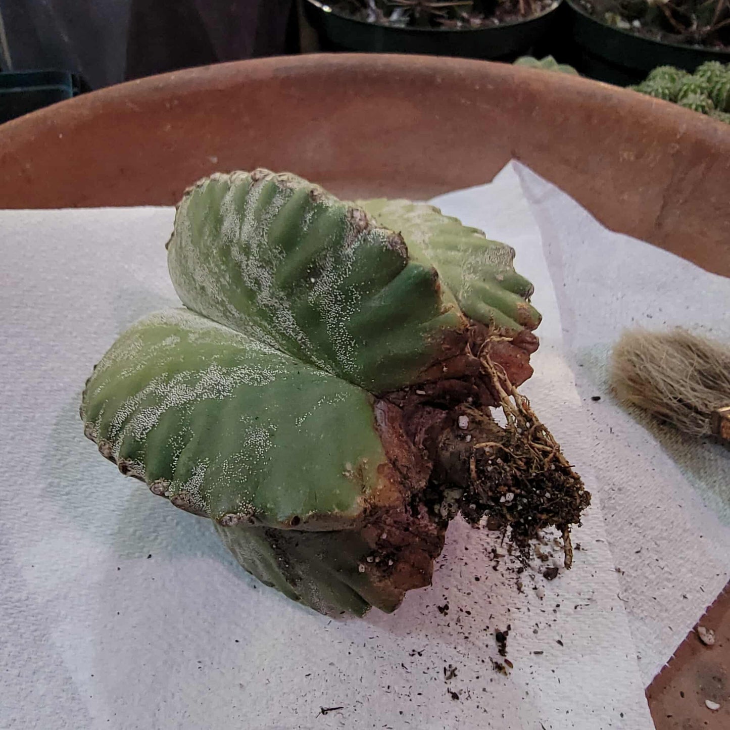 Astrophytum Myriostigma cv. Kikko nudum - 5 inch