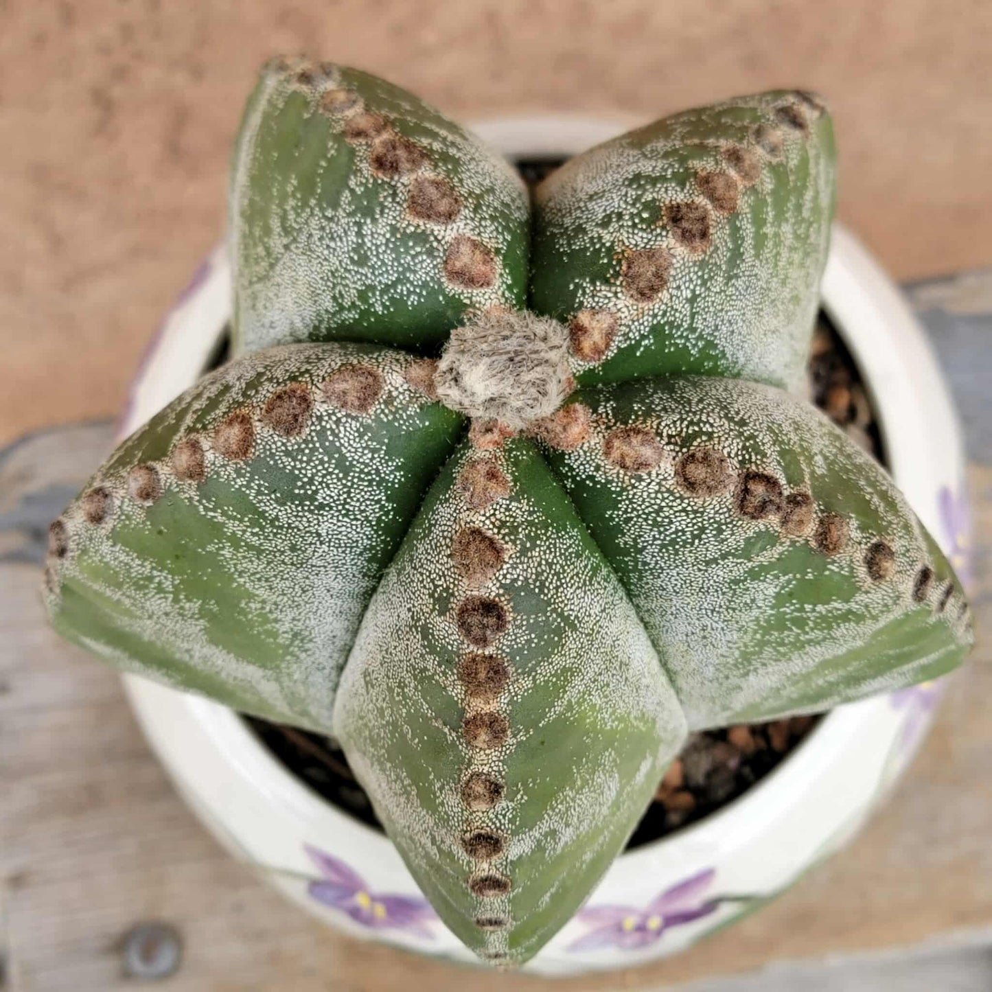 Astrophytum Myriostigma cv. Kikko nudum - 5 inch