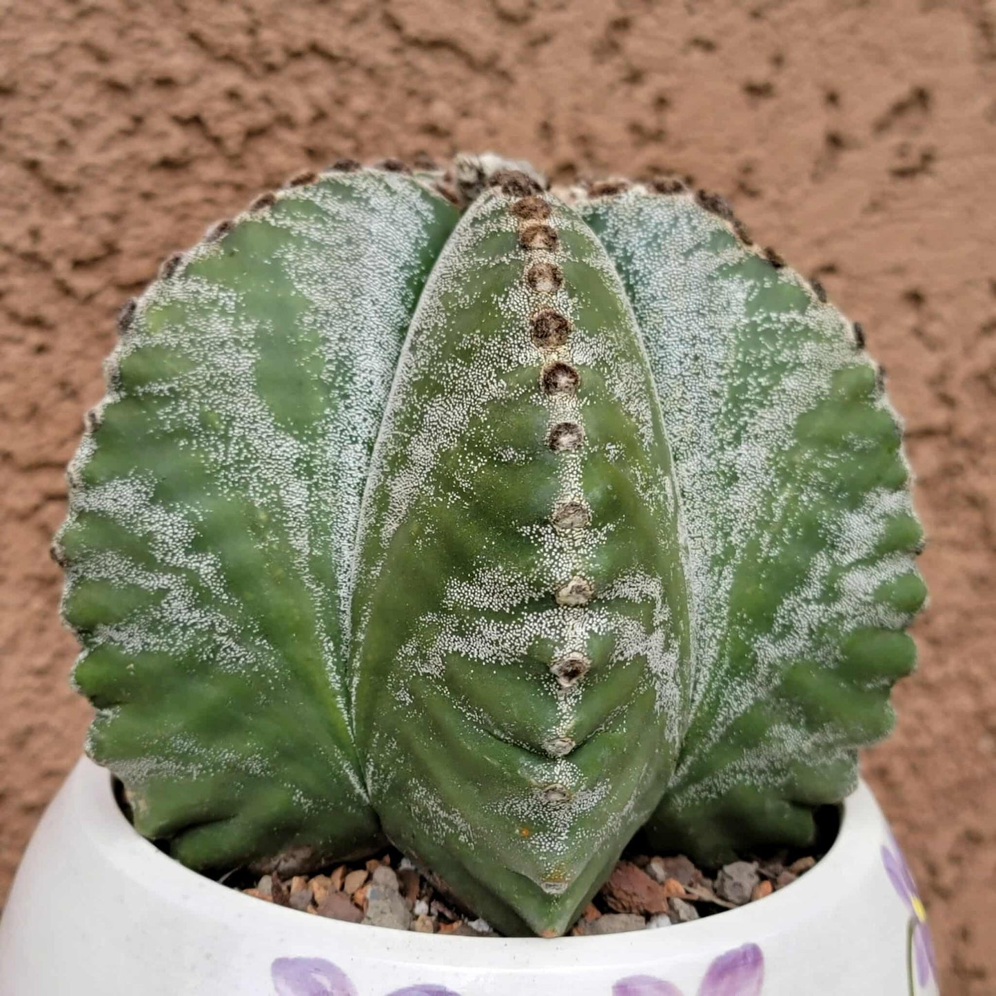 Astrophytum Myriostigma cv. Kikko nudum - 5 inch