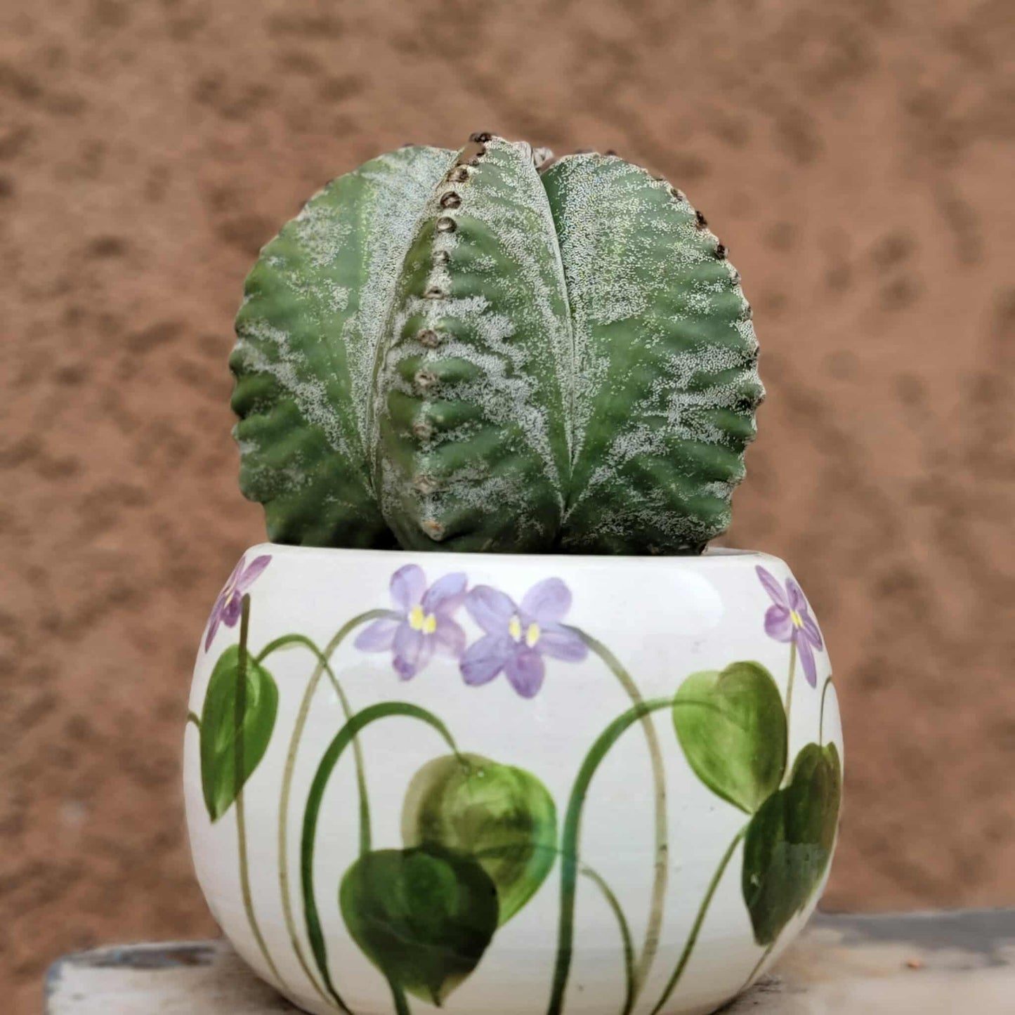 Astrophytum Myriostigma cv. Kikko nudum - 5 inch