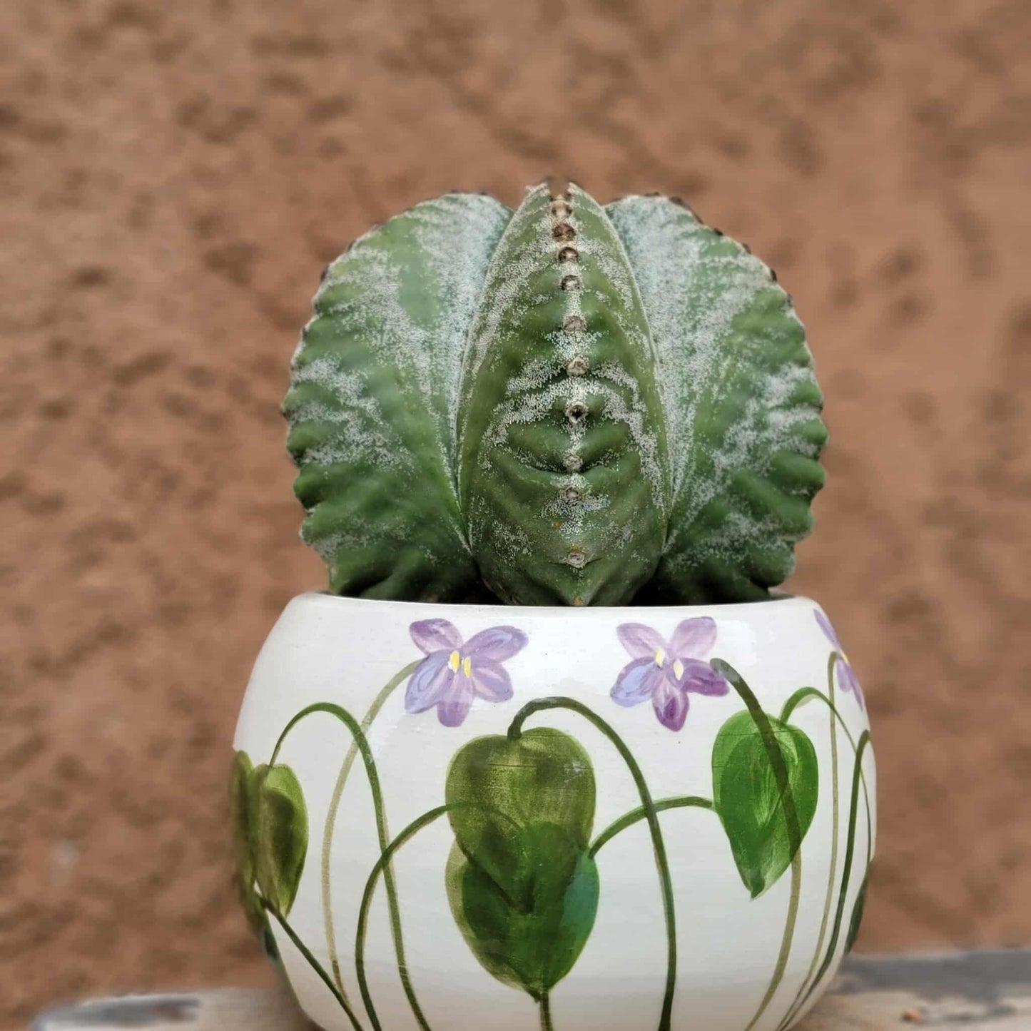 Astrophytum Myriostigma cv. Kikko nudum - 5 inch