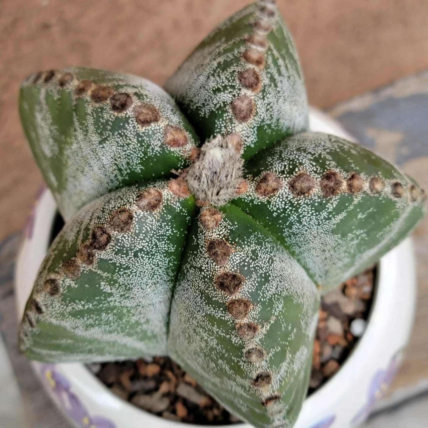 Astrophytum Myriostigma cv. Kikko nudum - 5 inch
