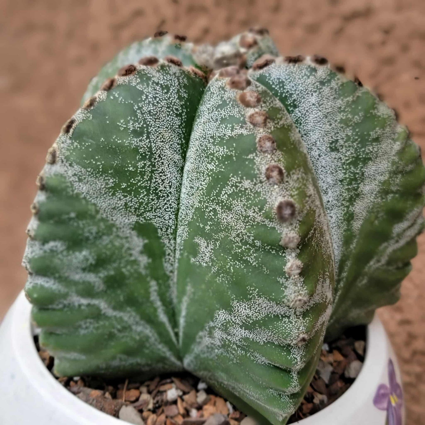 Astrophytum Myriostigma cv. Kikko nudum - 5 inch