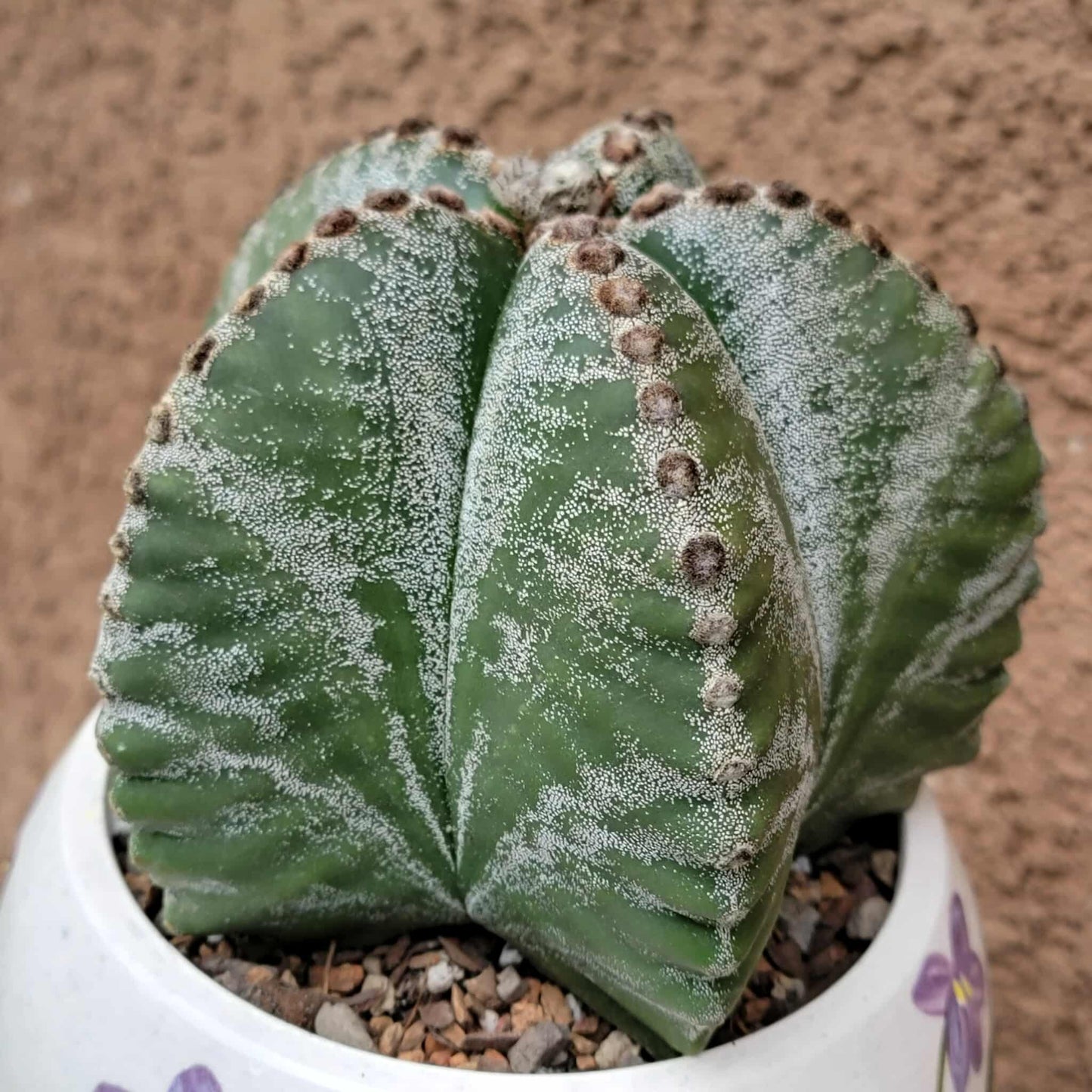 Astrophytum Myriostigma cv. Kikko nudum - 5 inch