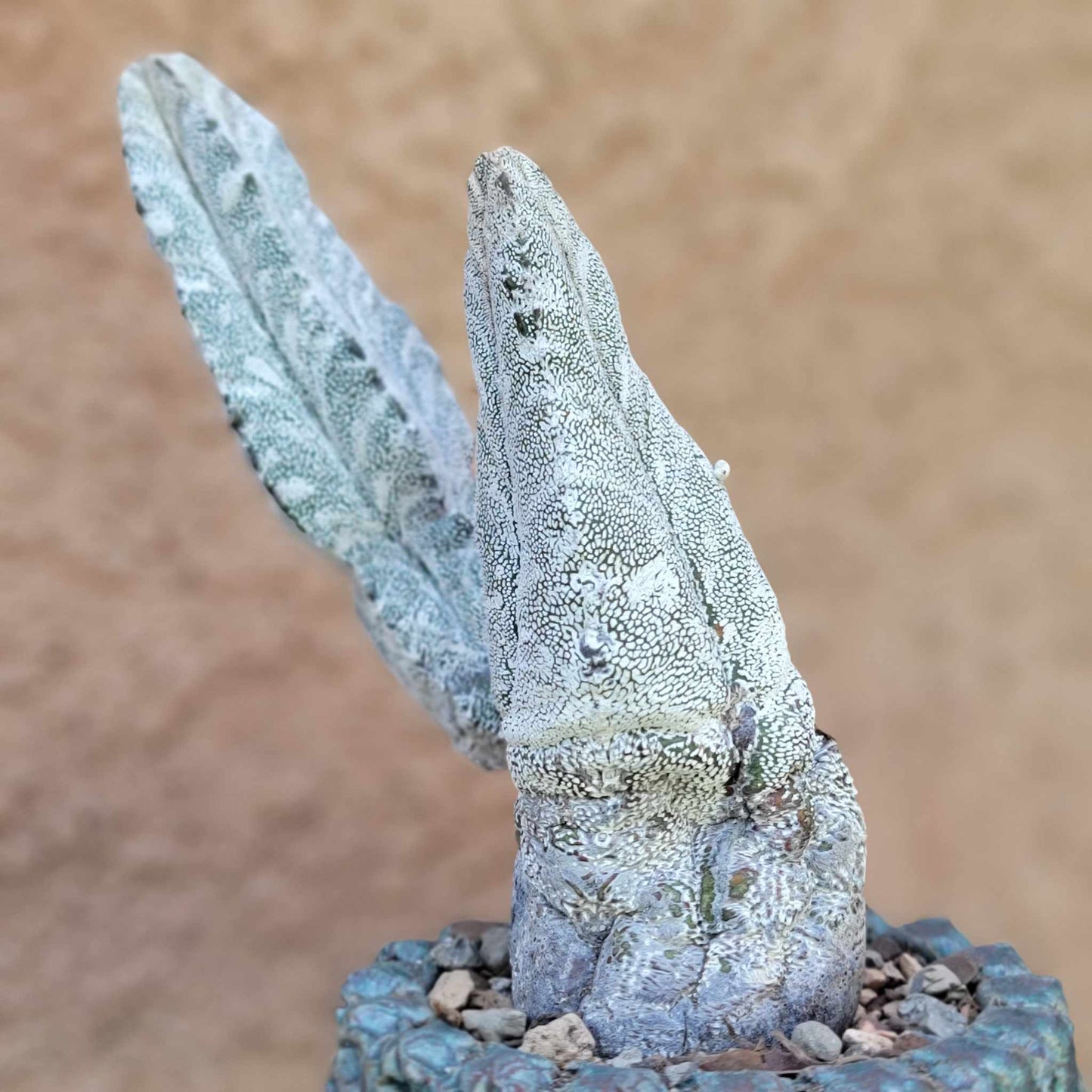 Astrophytum Myriostigma cv. Onzuka - Double Head - Japan