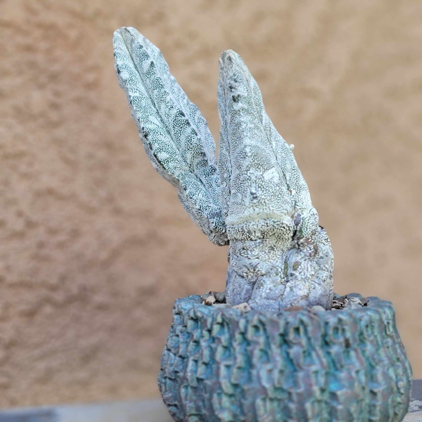 Astrophytum Myriostigma cv. Onzuka - Double Head - Japan
