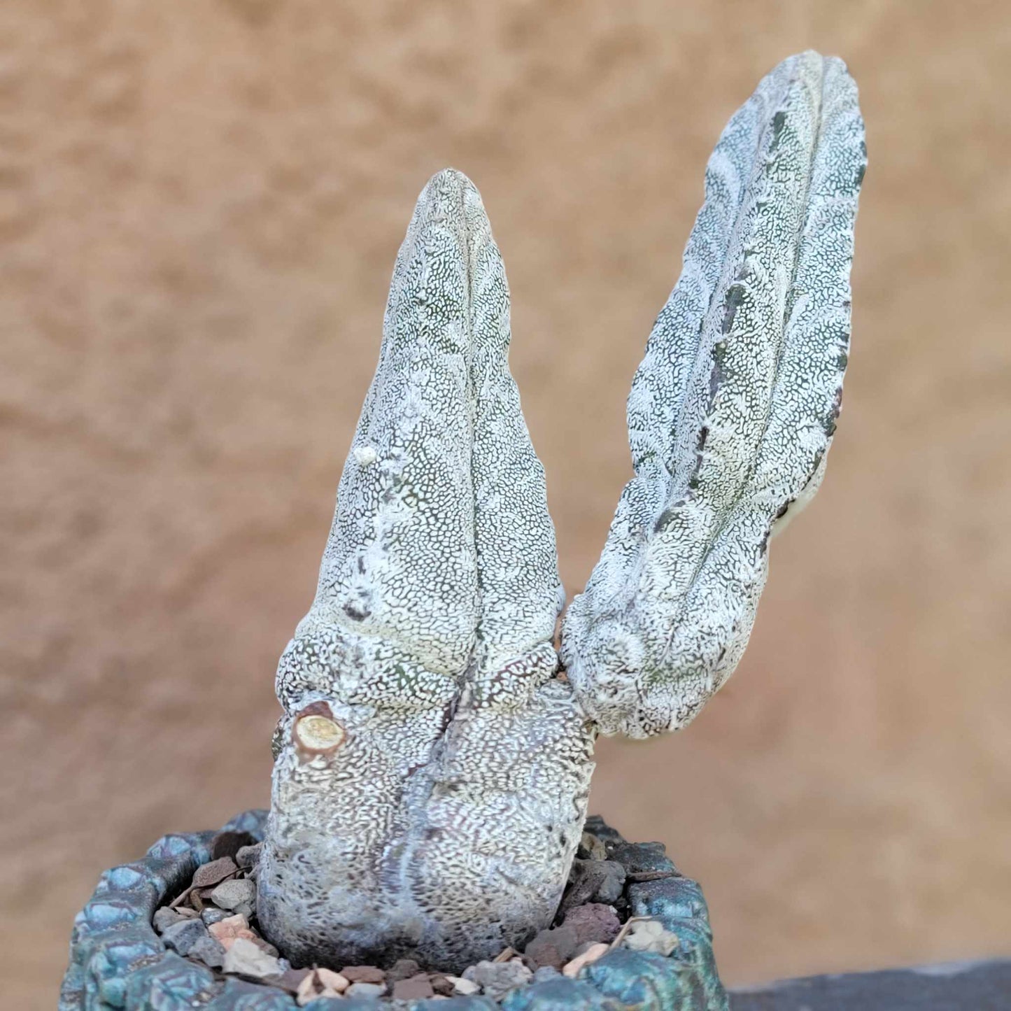 Astrophytum Myriostigma cv. Onzuka - Double Head - Japan