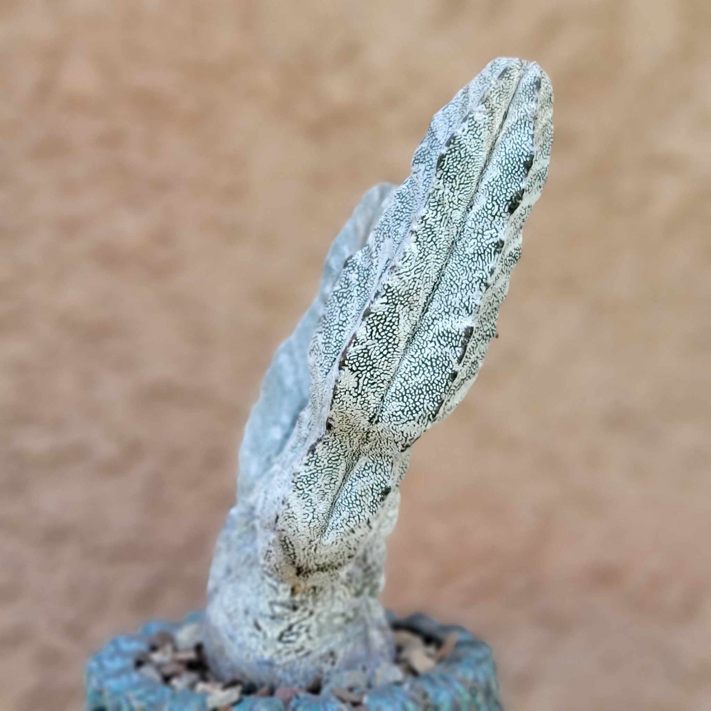 Astrophytum Myriostigma cv. Onzuka - Double Head - Japan