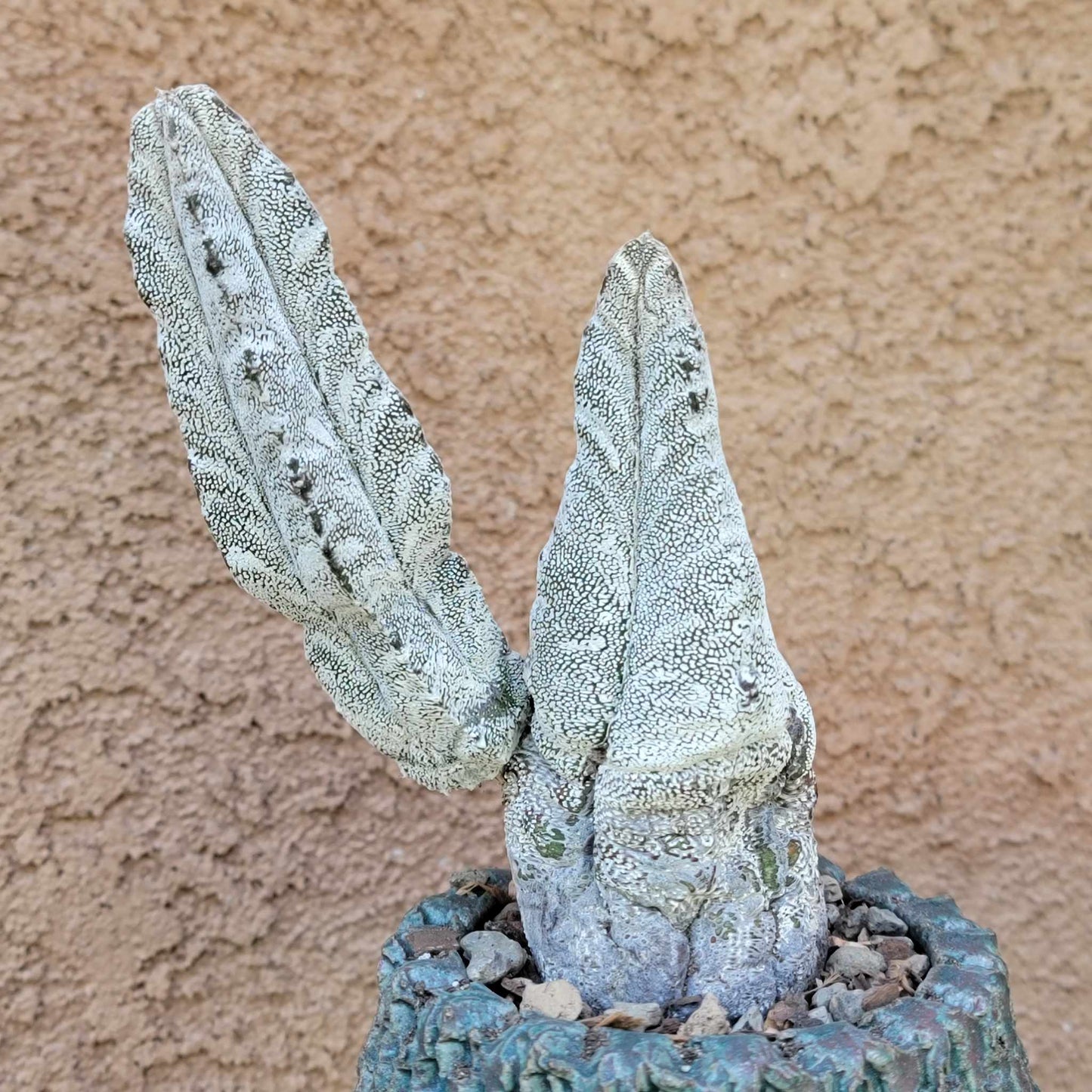 Astrophytum Myriostigma cv. Onzuka - Double Head - Japan