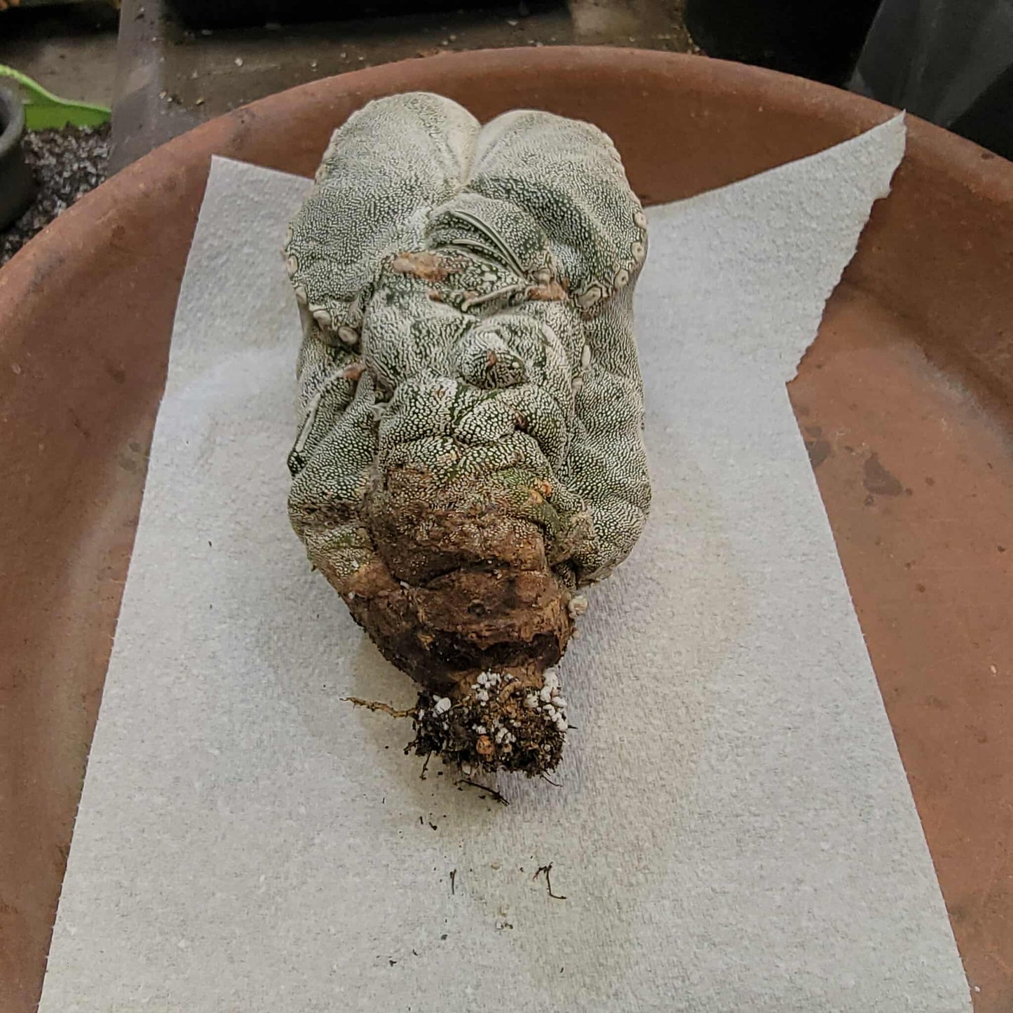 Astrophytum Myriostigma cv. Onzuka - OLD, BIG!