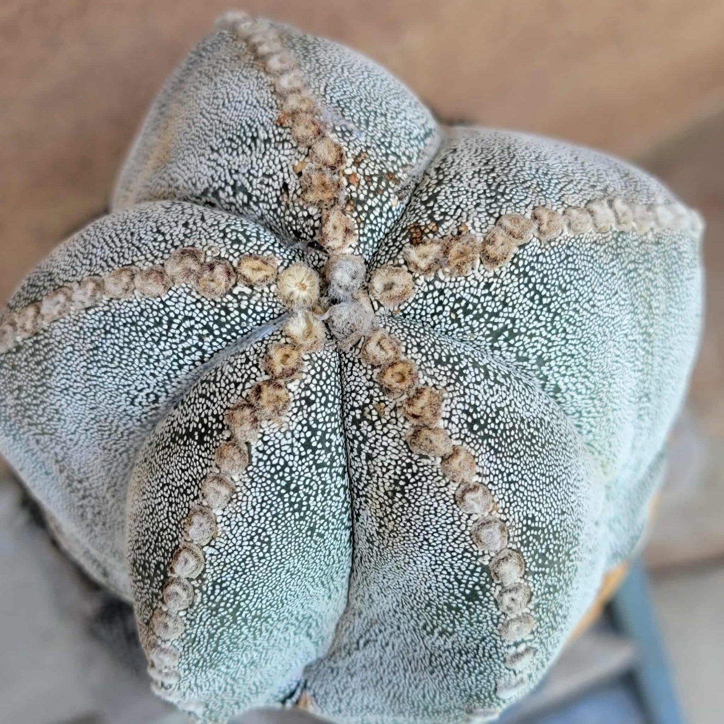 Astrophytum Myriostigma cv. Onzuka - OLD, BIG!