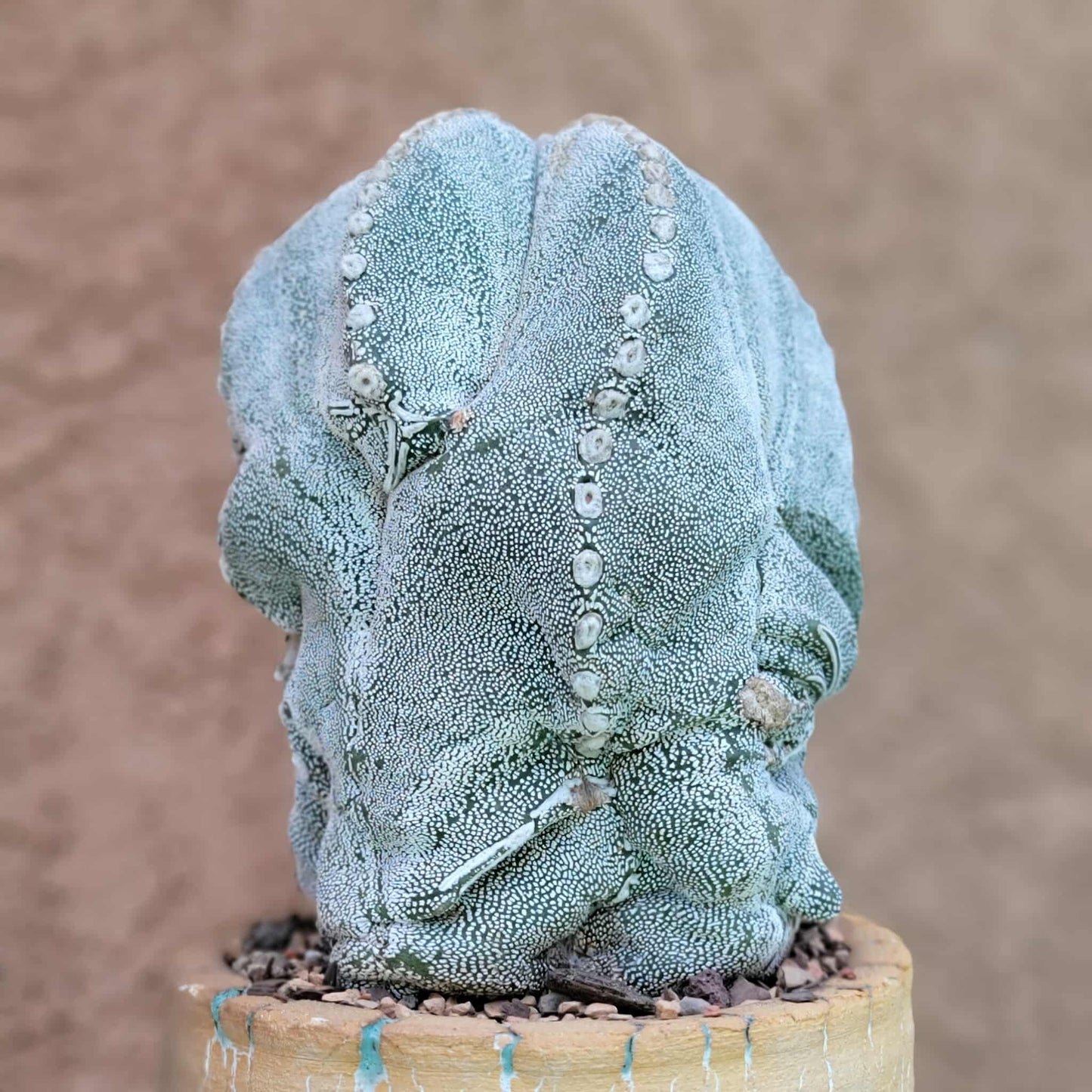Astrophytum Myriostigma cv. Onzuka - OLD, BIG!