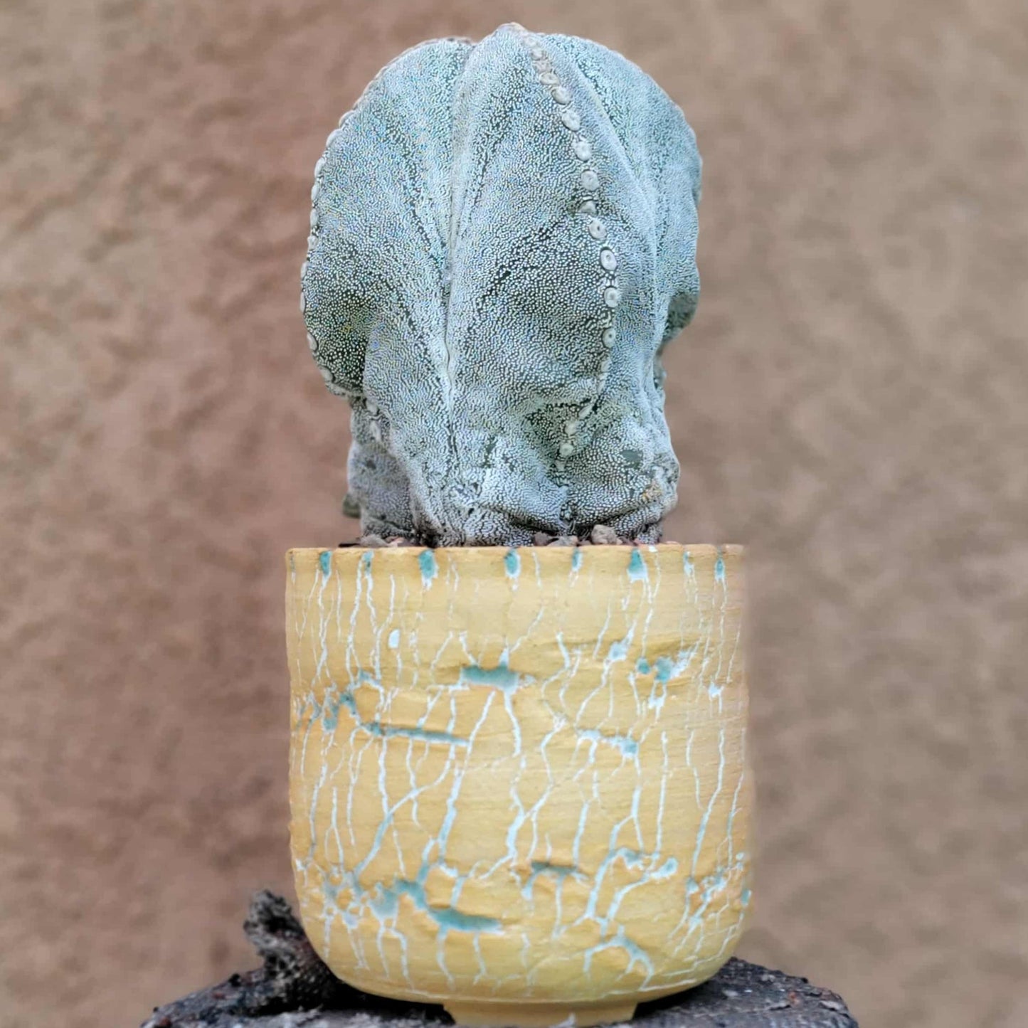 Astrophytum Myriostigma cv. Onzuka - OLD, BIG!