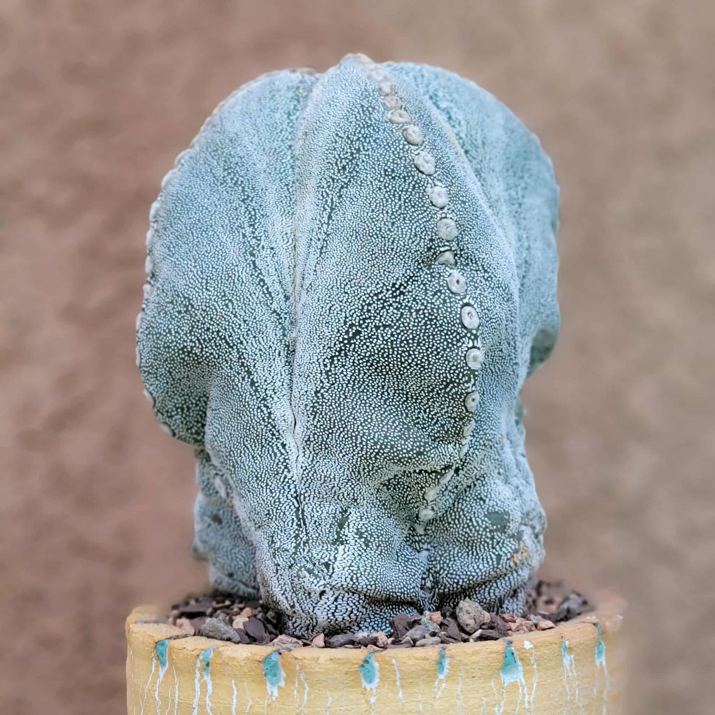 Astrophytum Myriostigma cv. Onzuka - OLD, BIG!