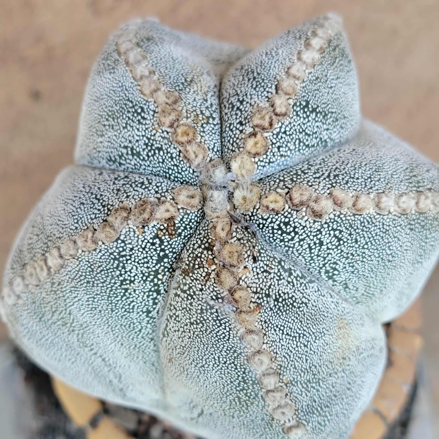 Astrophytum Myriostigma cv. Onzuka - OLD, BIG!