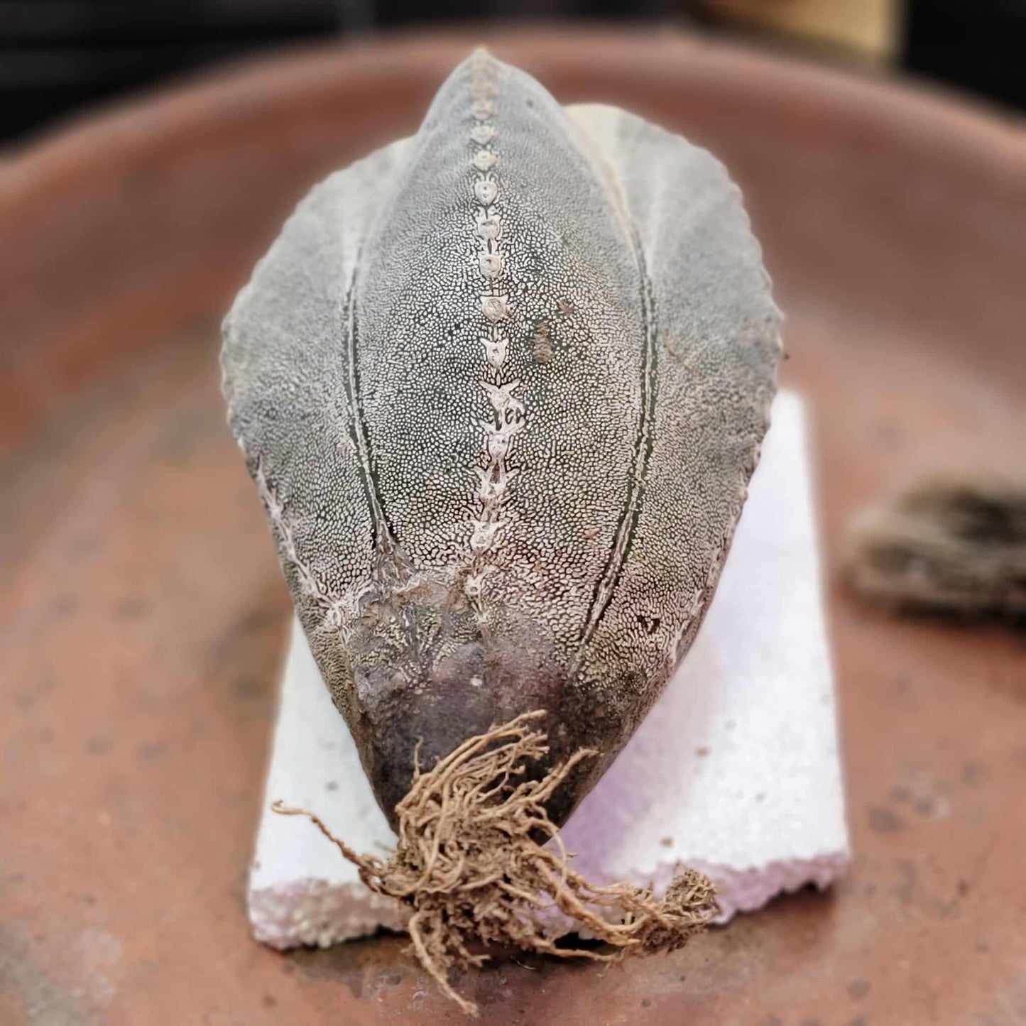Astrophytum Myriostigma cv. Onzuka - OLD, BIG!