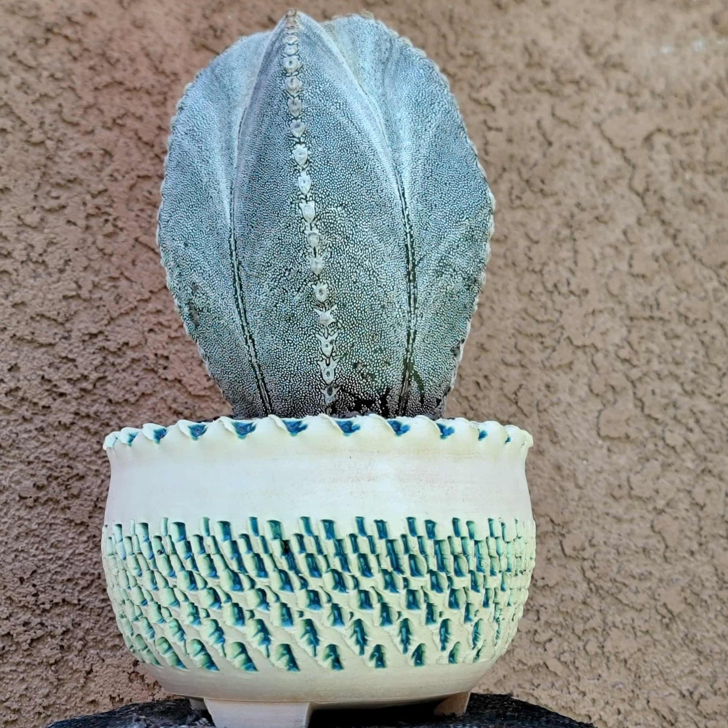 Astrophytum Myriostigma cv. Onzuka - OLD, BIG!