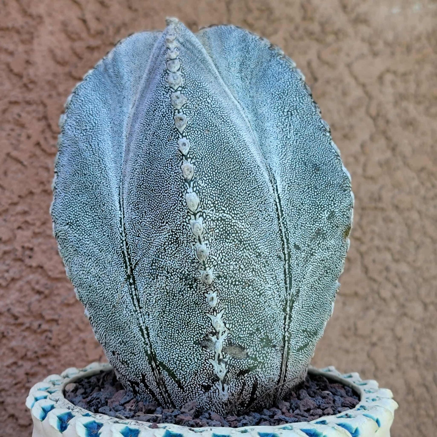 Astrophytum Myriostigma cv. Onzuka - OLD, BIG!