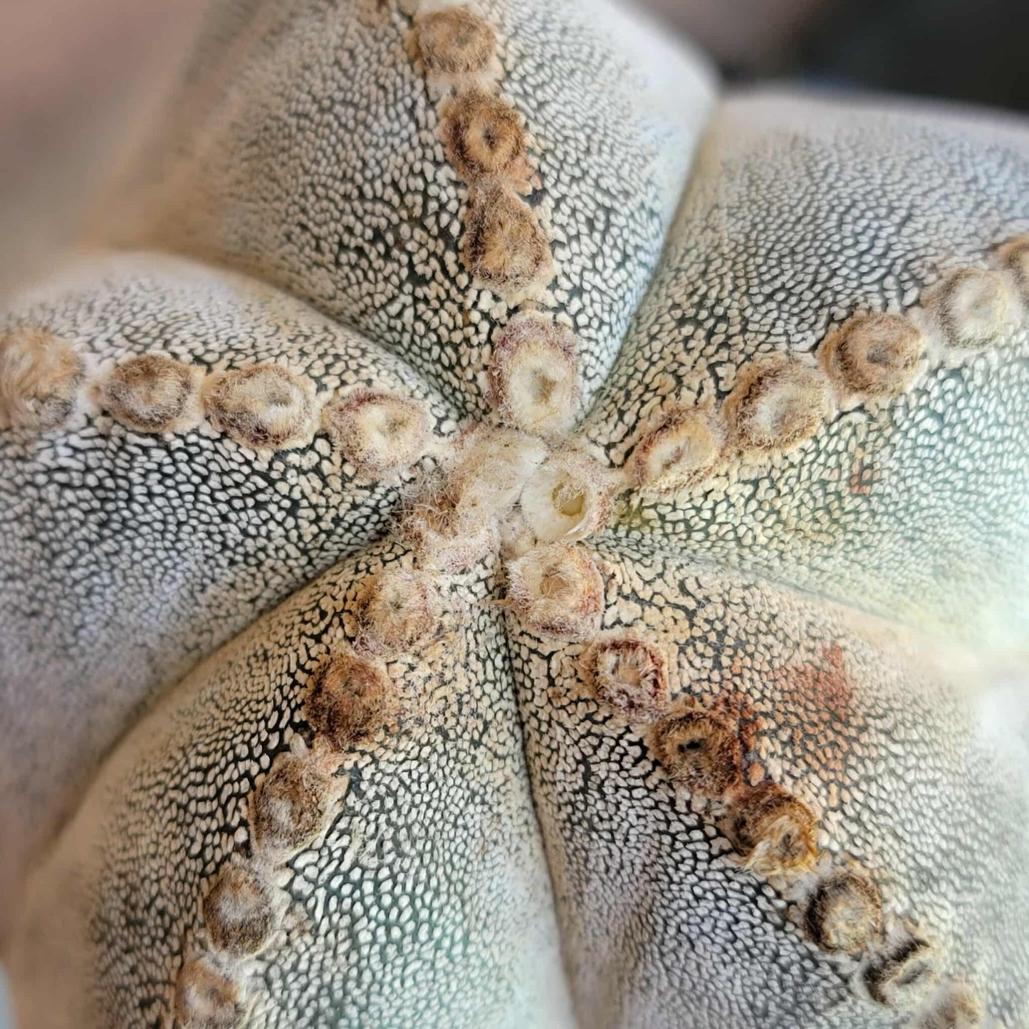 Astrophytum Myriostigma cv. Onzuka - OLD, BIG!