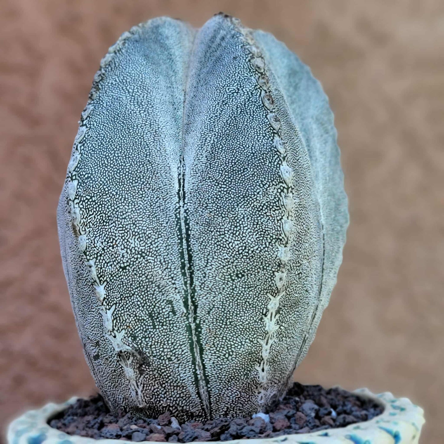 Astrophytum Myriostigma cv. Onzuka - OLD, BIG!