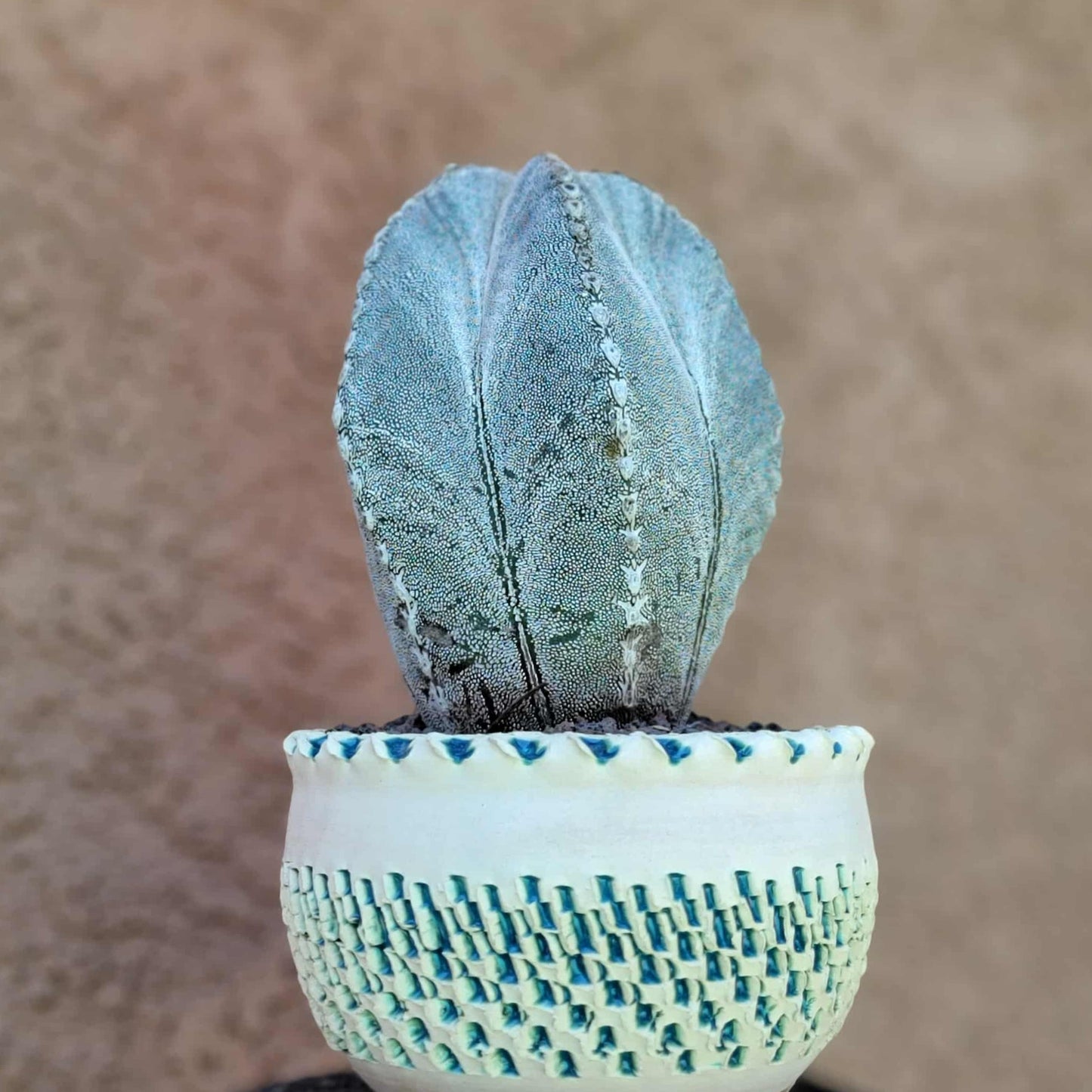Astrophytum Myriostigma cv. Onzuka - OLD, BIG!