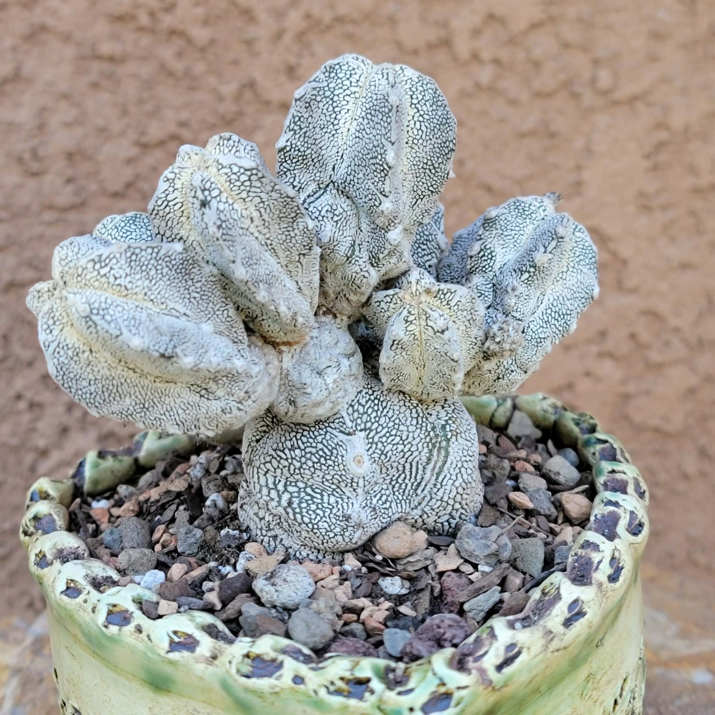 Astrophytum Myriostigma cv. Onzuka