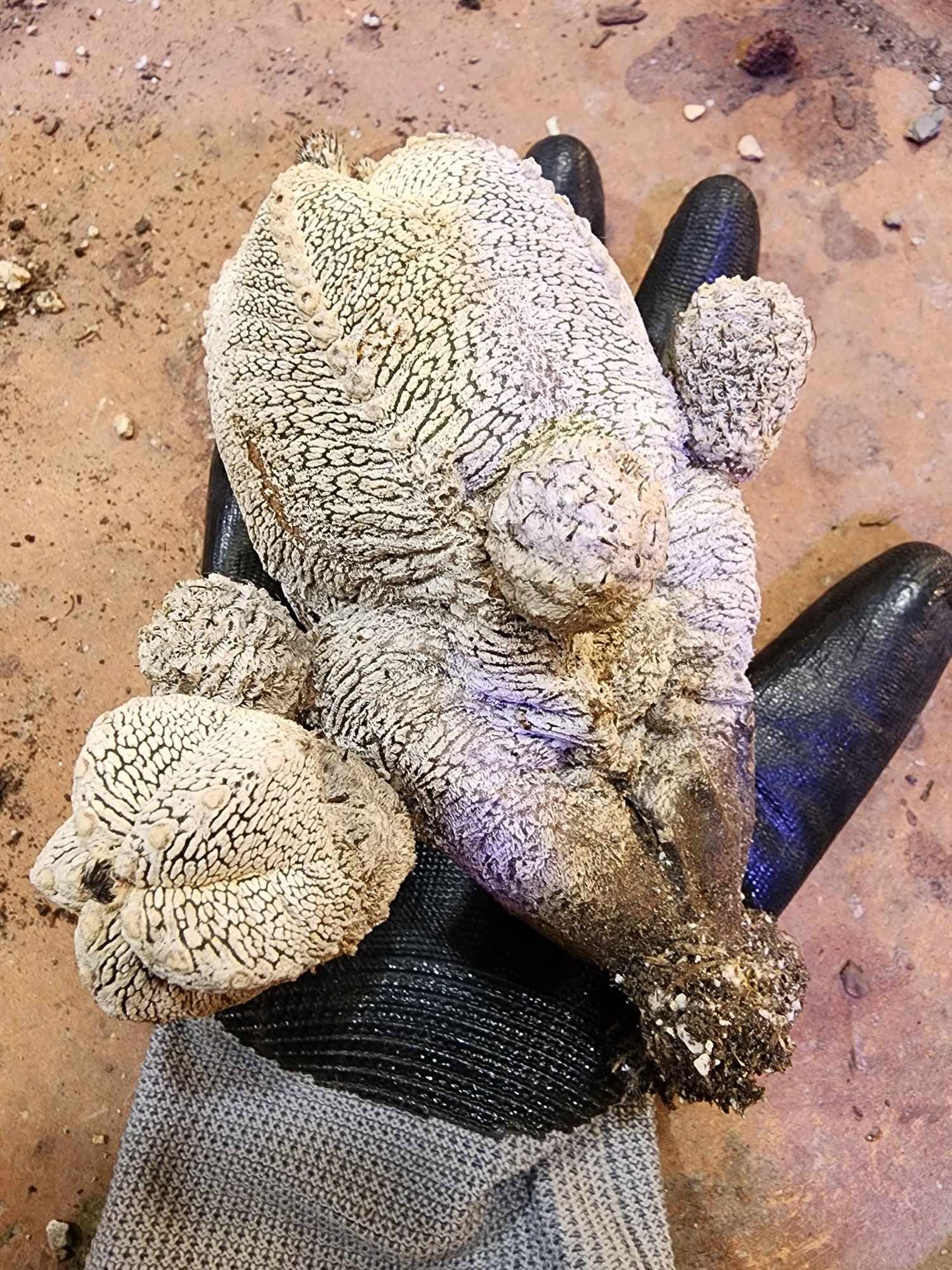 Astrophytum Myriostigma cv. Onzuka