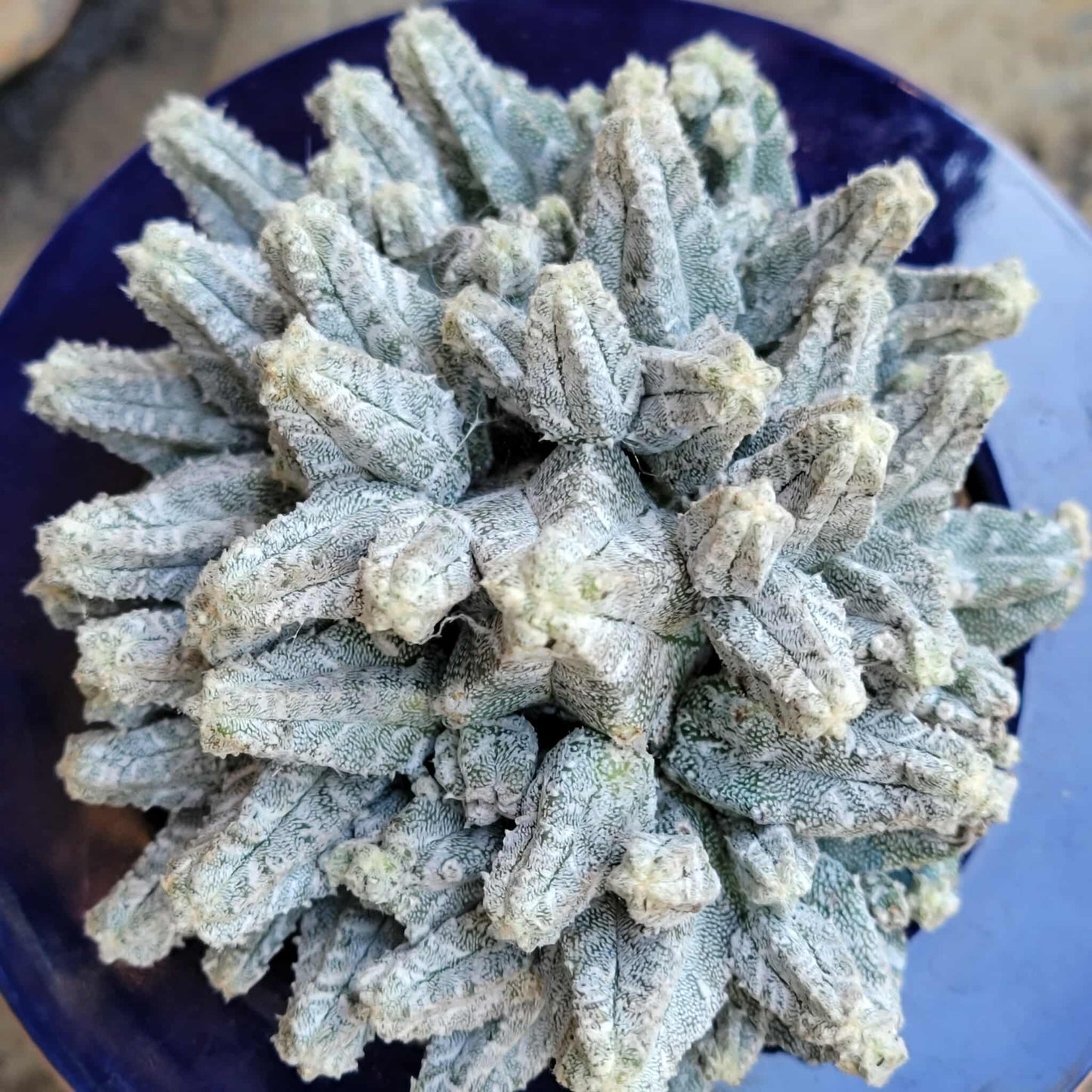 Astrophytum Myriostigma var. Columnare f. minima