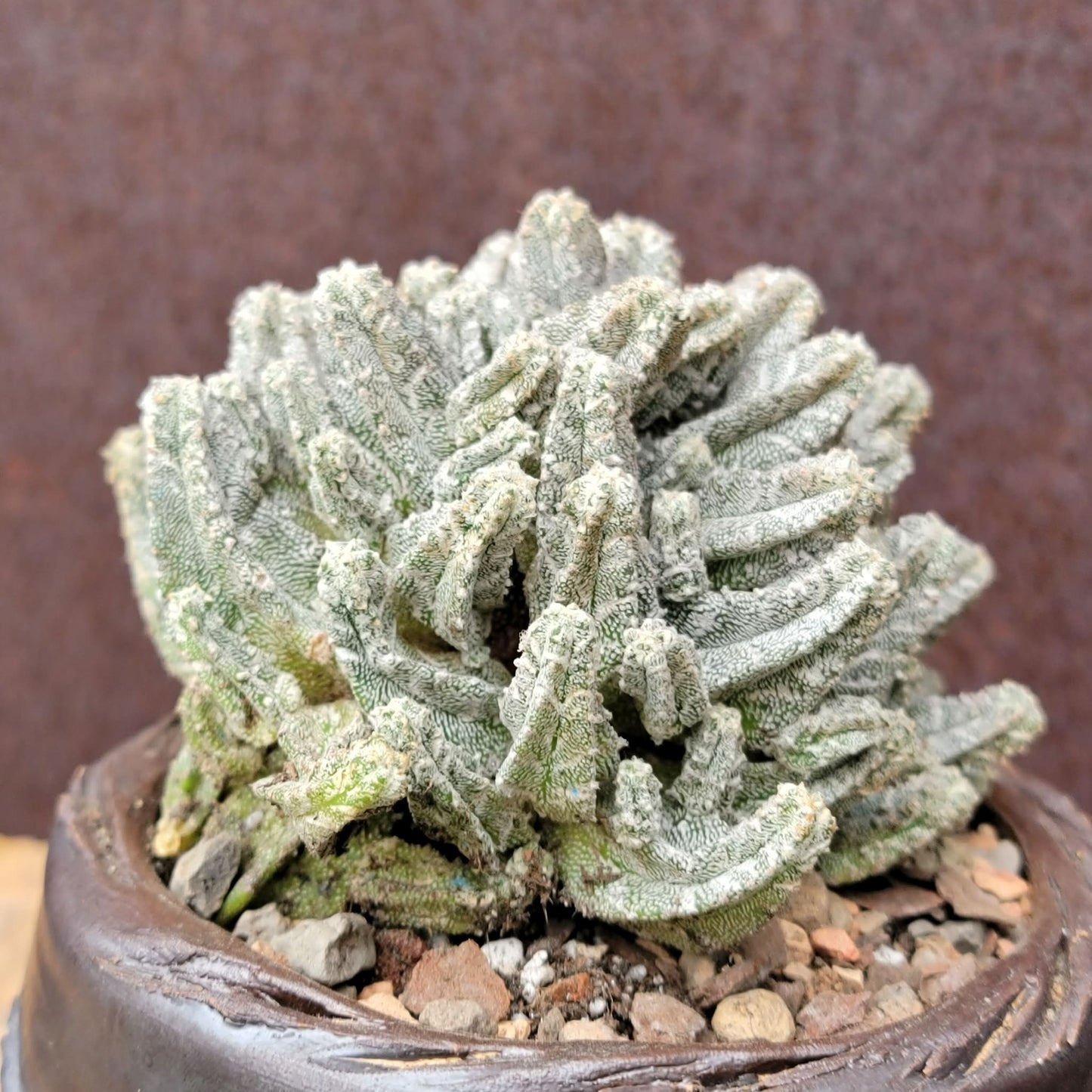 Astrophytum Myriostigma var. Columnare f. minima