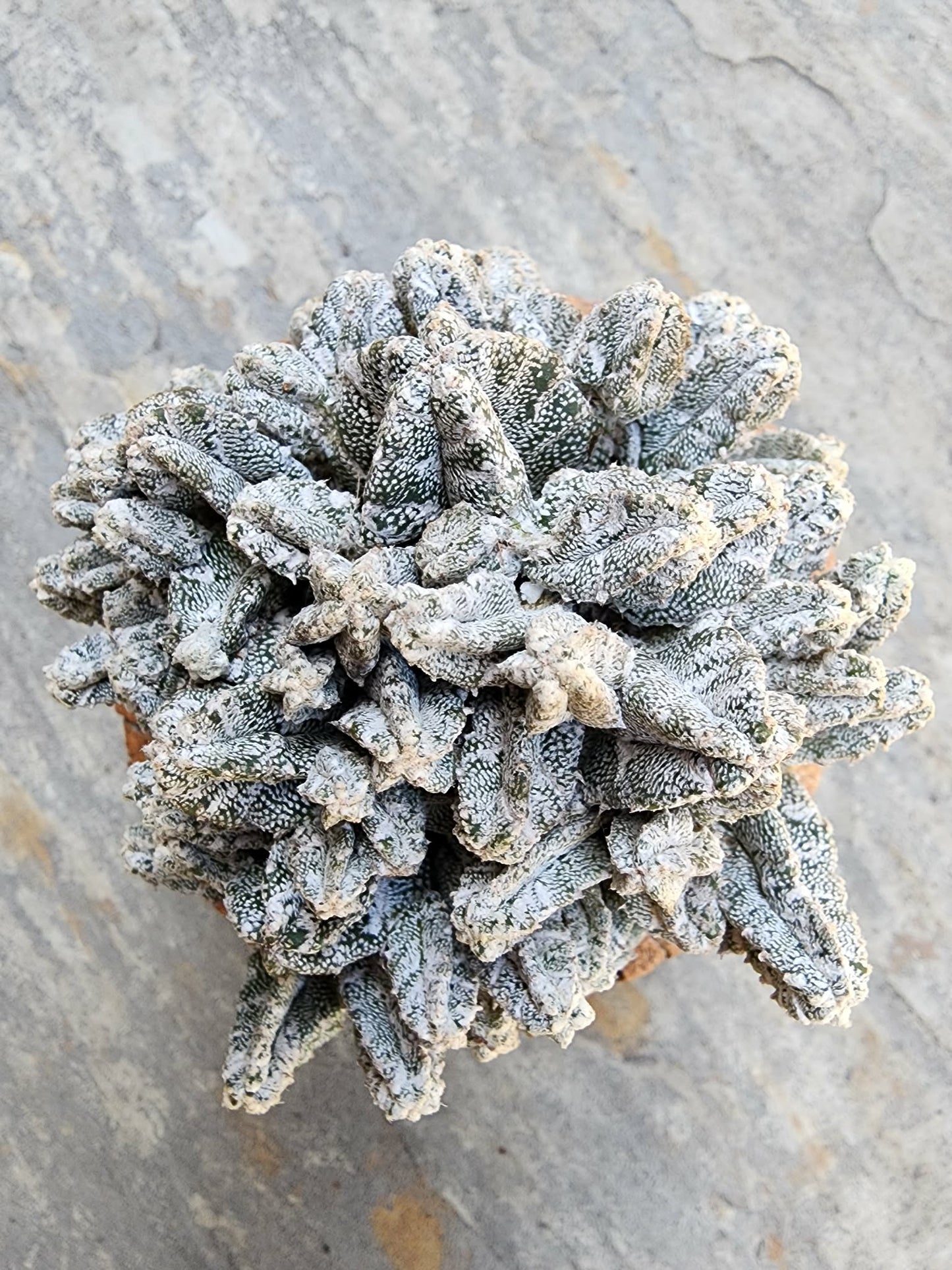 Astrophytum Myriostigma var. Columnare f. minima