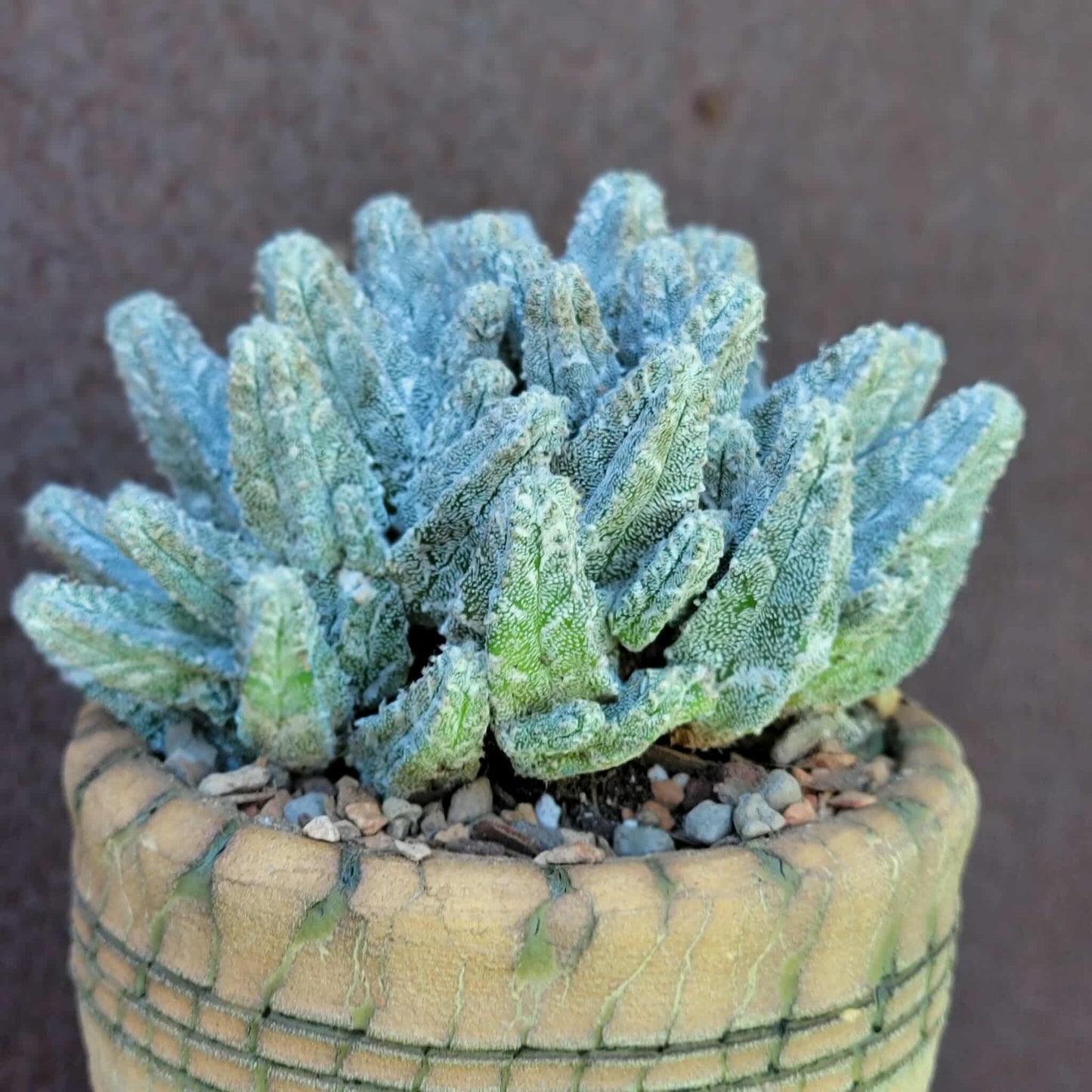 Astrophytum Myriostigma var. Columnare f. minima