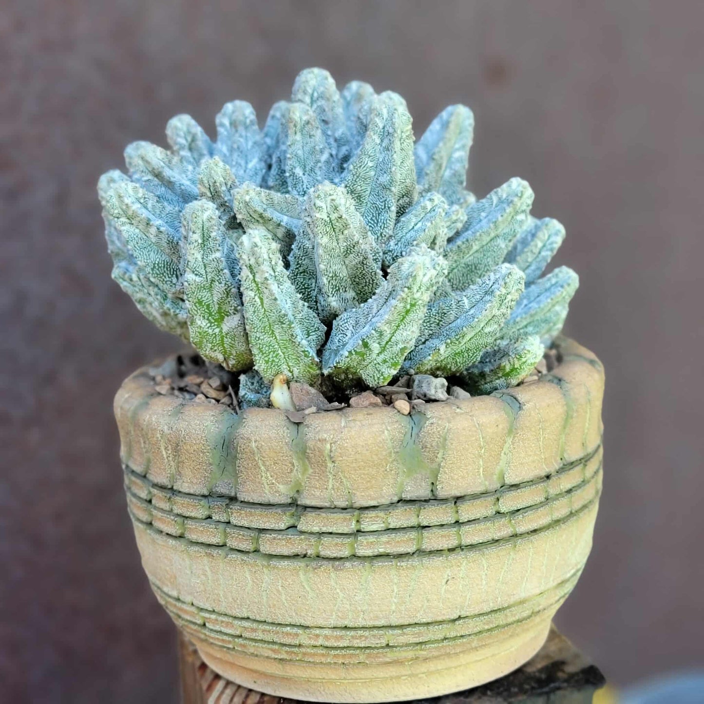 Astrophytum Myriostigma var. Columnare f. minima