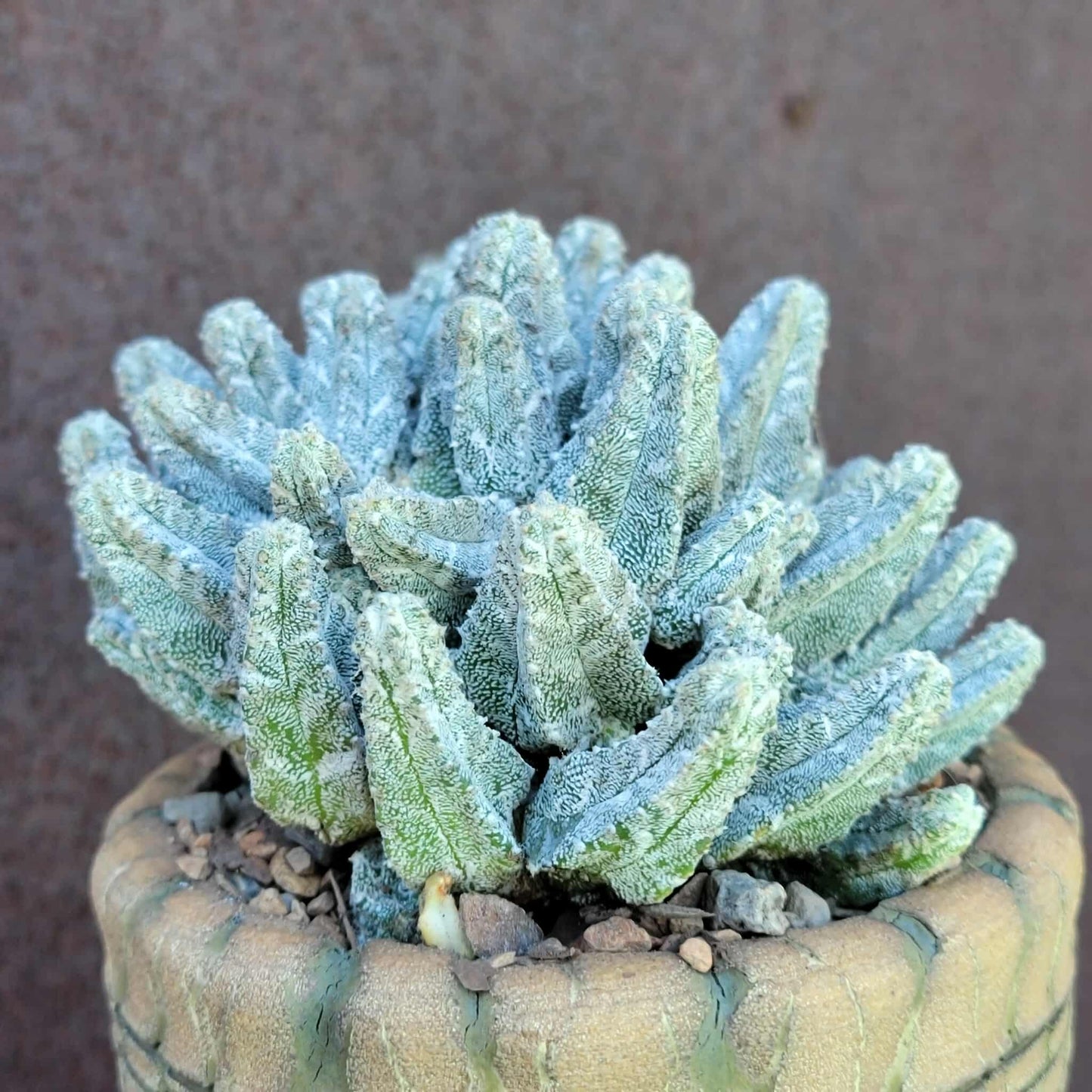 Astrophytum Myriostigma var. Columnare f. minima