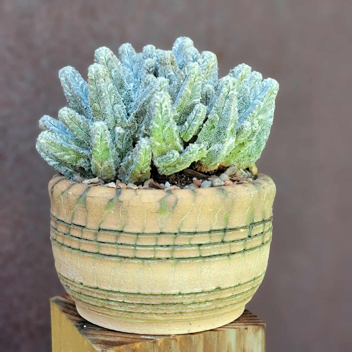 Astrophytum Myriostigma var. Columnare f. minima