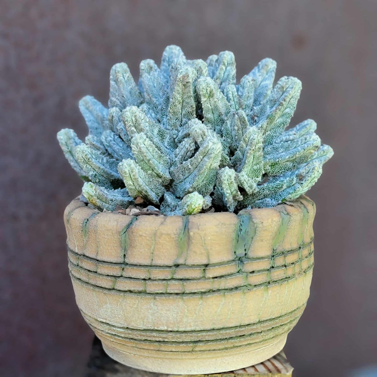 Astrophytum Myriostigma var. Columnare f. minima