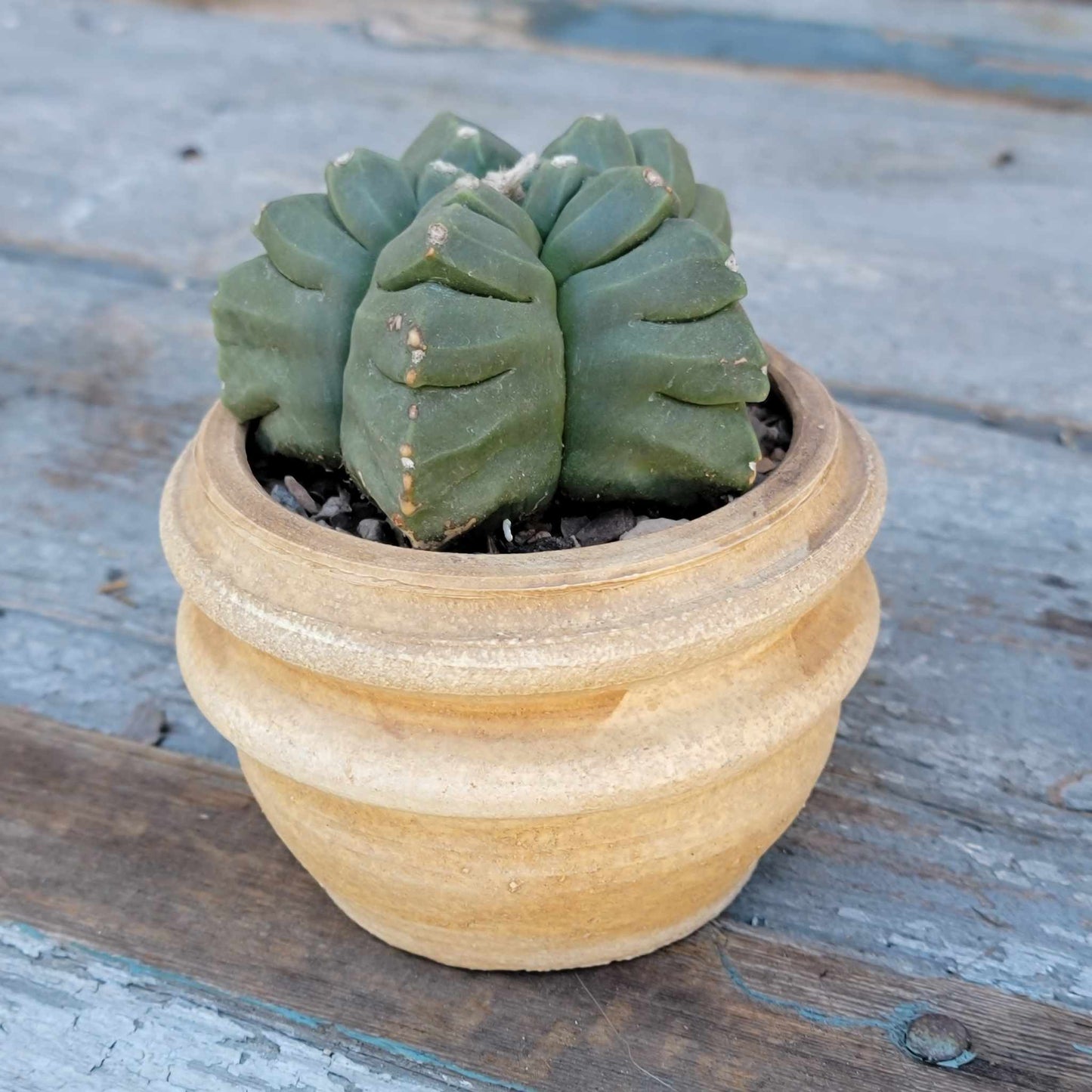 Astrophytum Myriostigma var. Nudum cv. Kikko