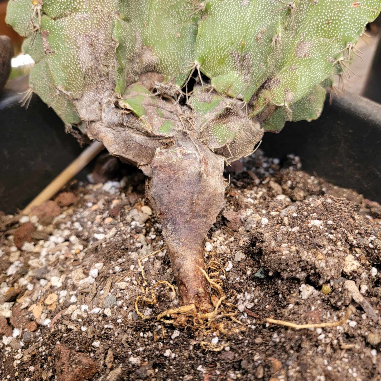 Astrophytum Ornatum - Double Head