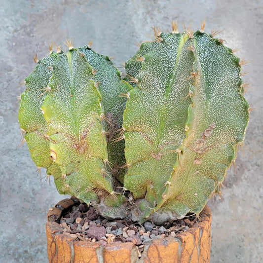 Astrophytum Ornatum - Double Head