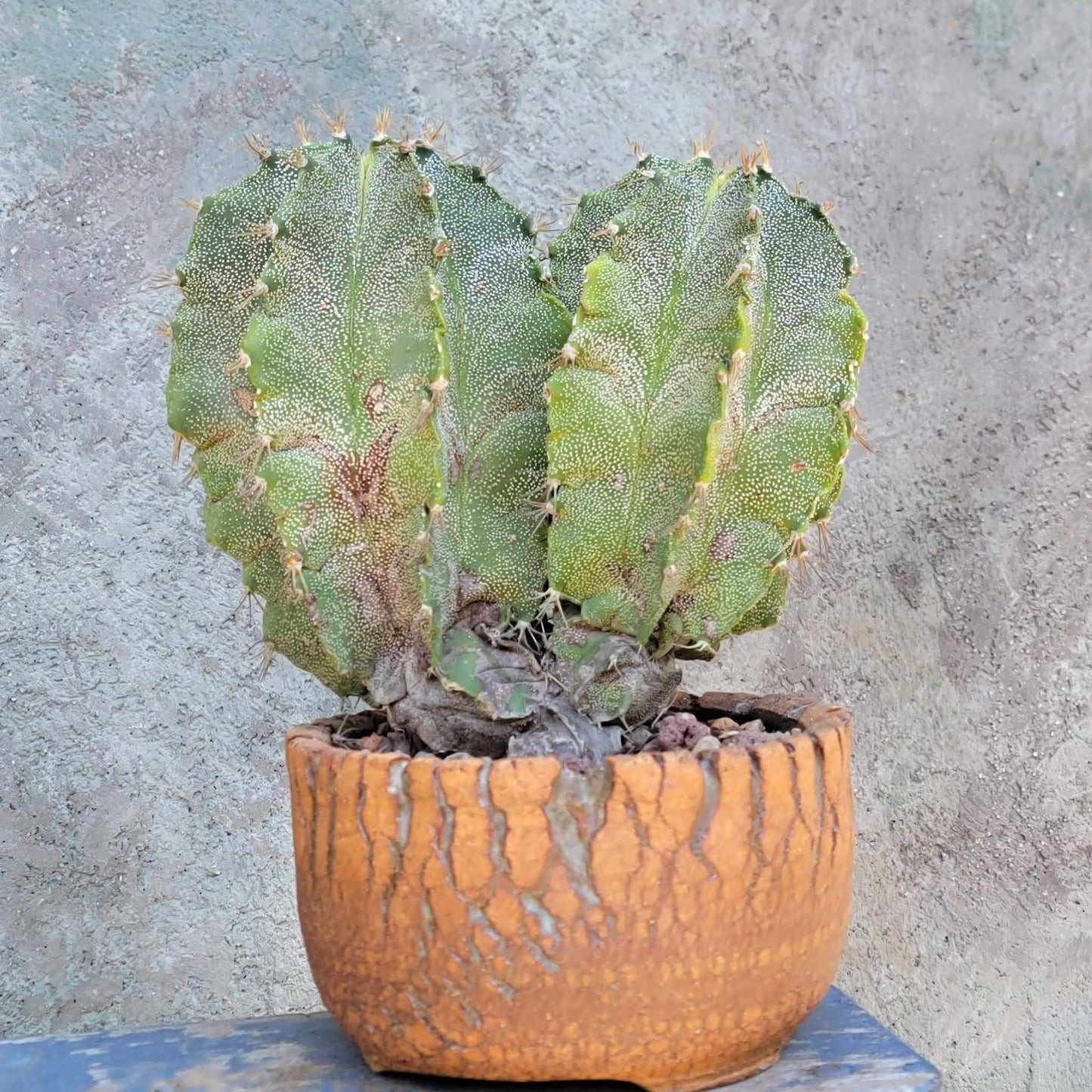 Astrophytum Ornatum - Double Head